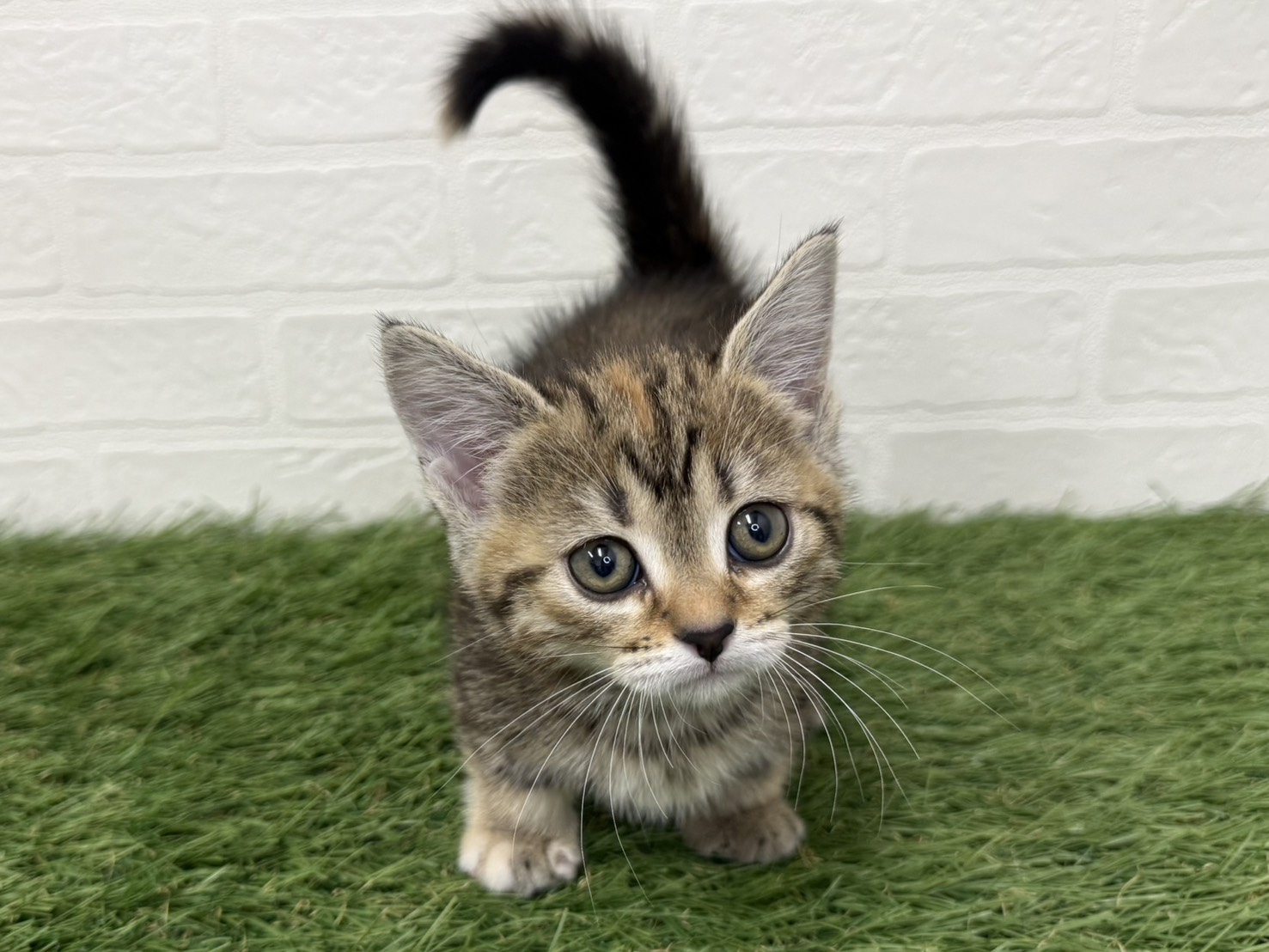 東京都のマンチカン (ワンニャンハウス葛西店/2026年2月13日生まれ/女の子/ブラウンパッチドタビー)の子猫の3枚目の画像