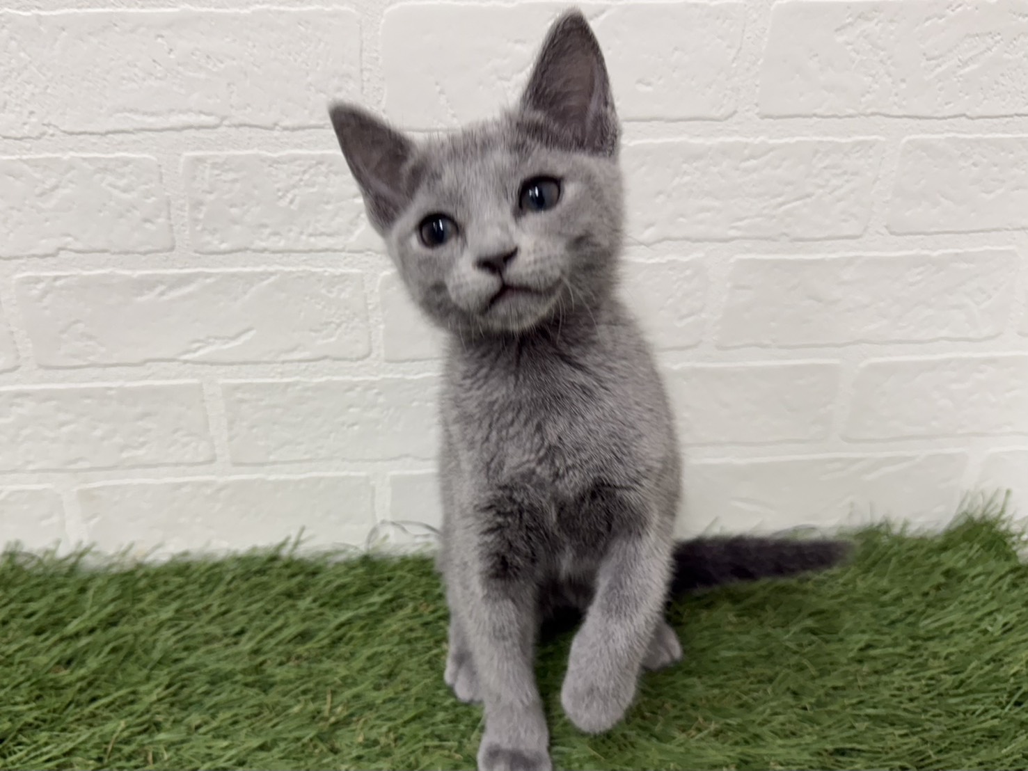 東京都のロシアンブルー (ワンニャンハウス葛西店/2025年9月14日生まれ/女の子/ブルー)の子猫の3枚目の画像