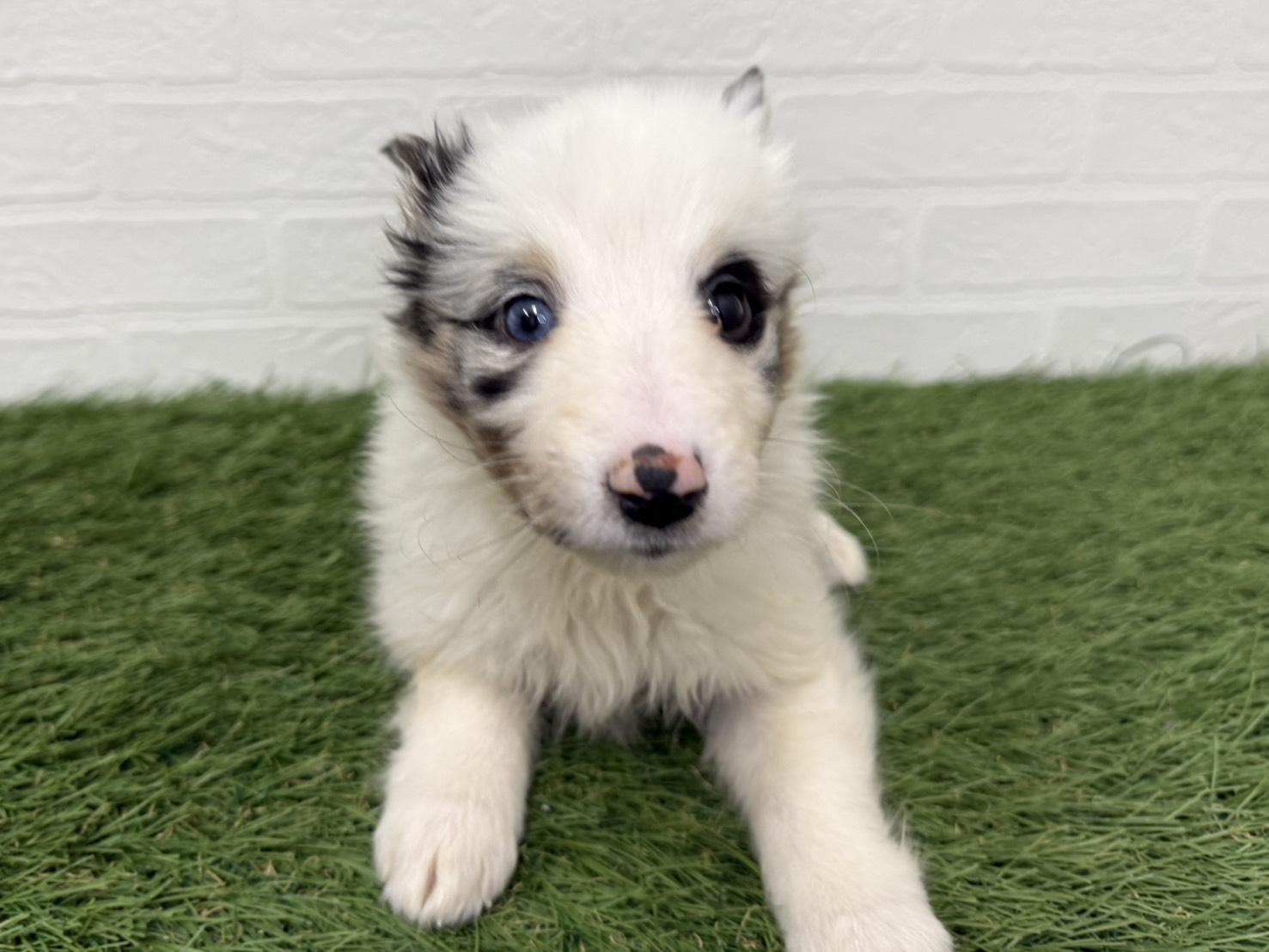 東京都のシェットランドシープドッグ (ワンニャンハウス葛西店/2026年1月17日生まれ/女の子/ブルーマール)の子犬の2枚目の画像