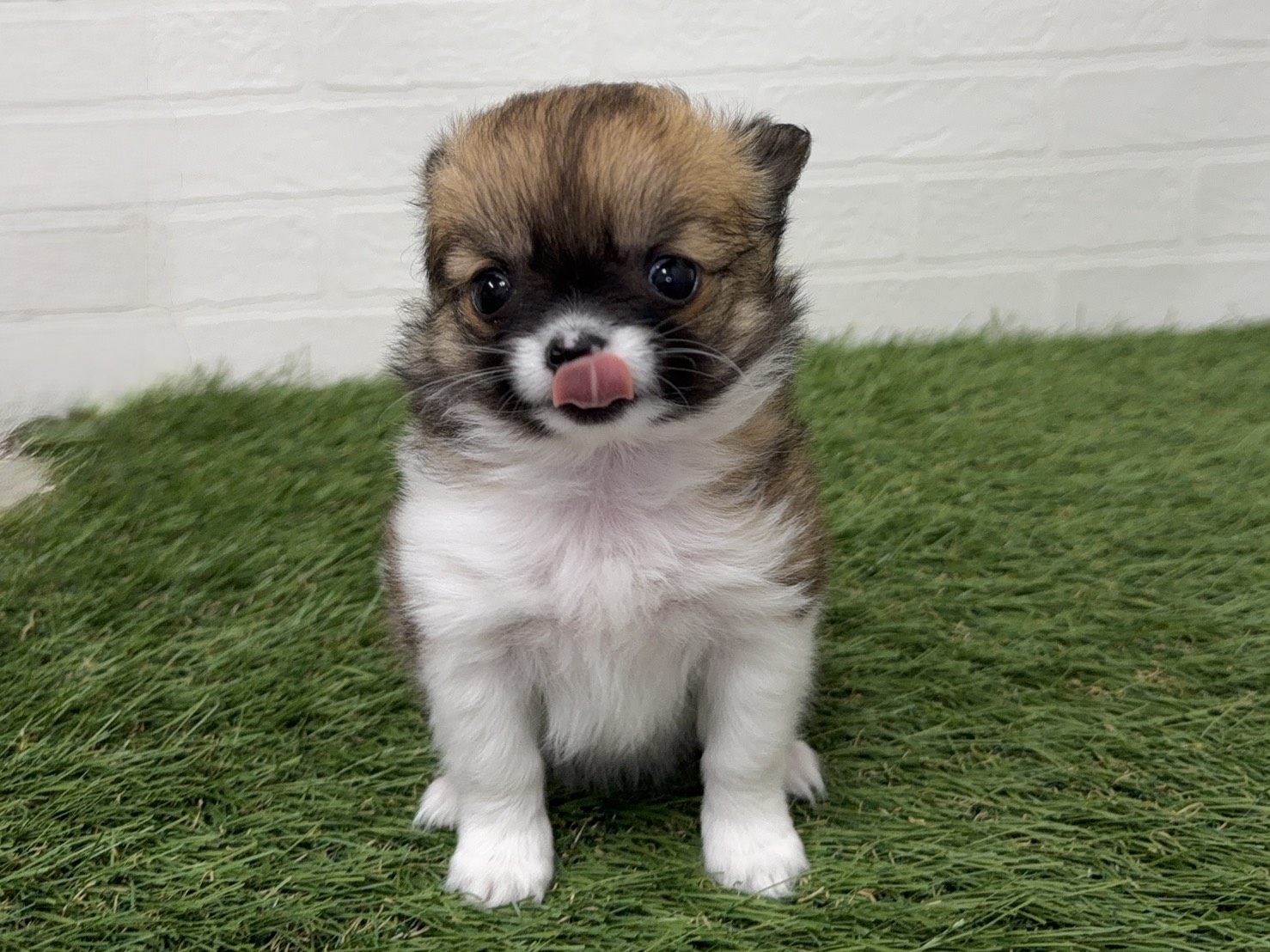 東京都のチワワ(ロング) (ワンニャンハウス葛西店/2026年2月12日生まれ/女の子/セーブルホワイト)の子犬の4枚目の画像