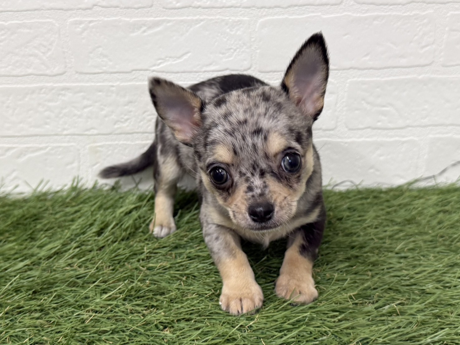 東京都のチワワ(ロング) (ワンニャンハウス葛西店/2025年11月22日生まれ/女の子/ブルーマール)の子犬の3枚目の画像