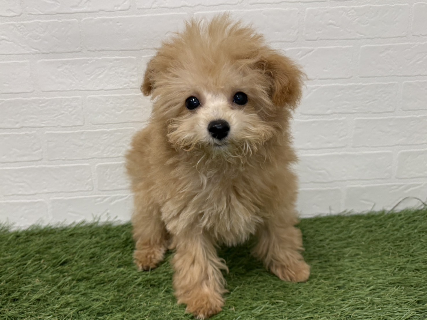 東京都のビションプー(ビションフリーゼ×プードル) (ワンニャンハウス葛西店/2025年9月14日生まれ/男の子/アプリコット)の子犬の3枚目の画像