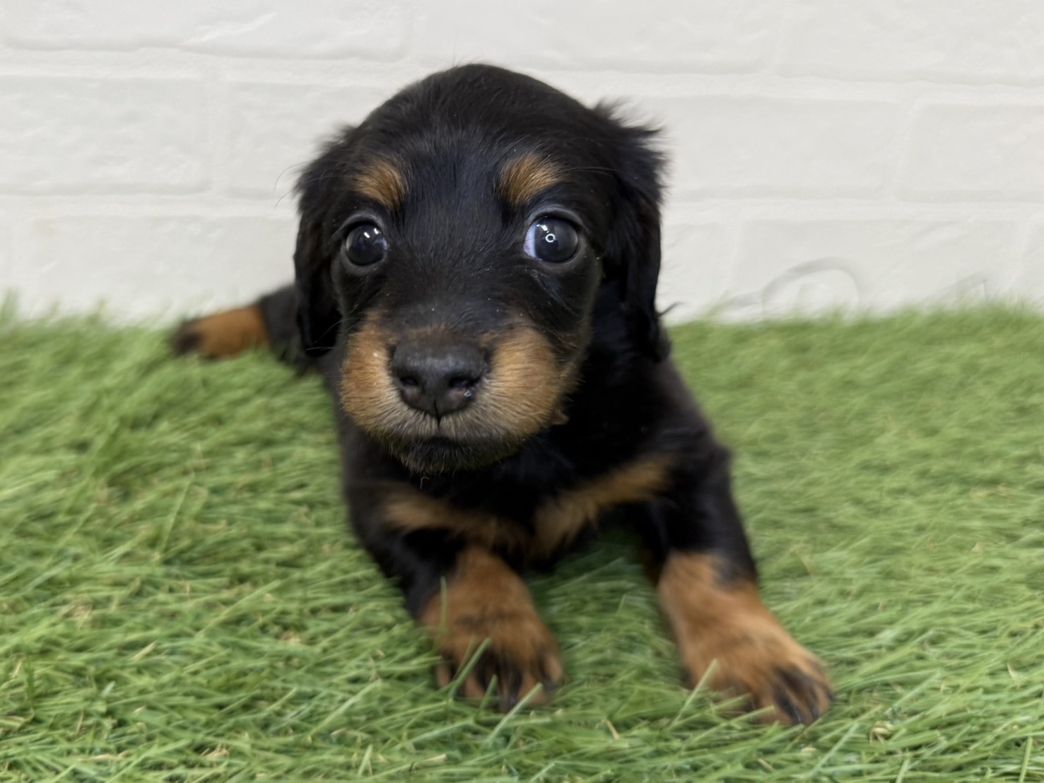 東京都のミニチュアダックスフンド(ロング) (ワンニャンハウス葛西店/2025年11月24日生まれ/女の子/ブラックタン)の子犬の1枚目の画像