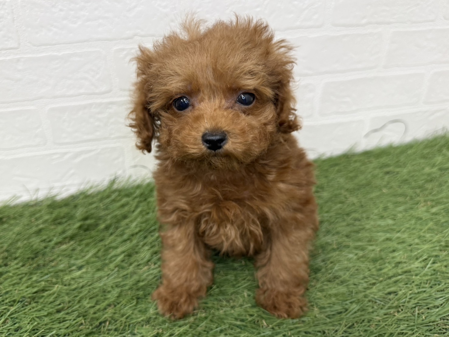 東京都のトイプードル(トイ) (ワンニャンハウス葛西店/2025年11月27日生まれ/女の子/レッド)の子犬の4枚目の画像