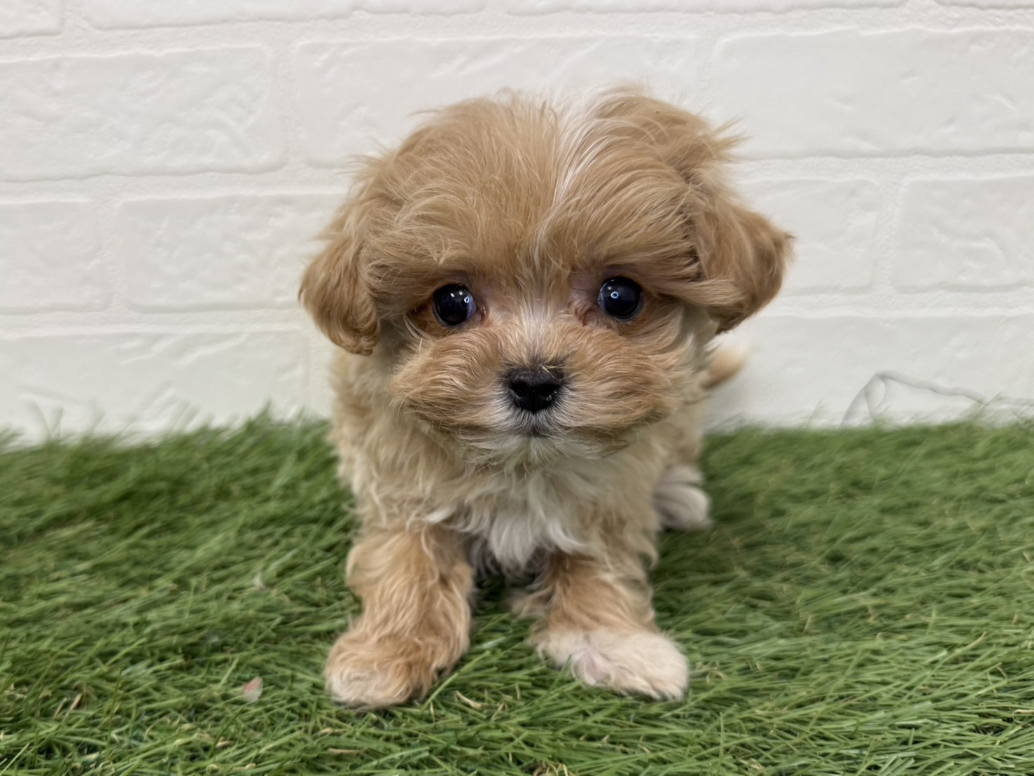 東京都のマルプー(マルチーズ×プードル) (ワンニャンハウス葛西店/2025年12月7日生まれ/女の子/アプリコット)の子犬の3枚目の画像