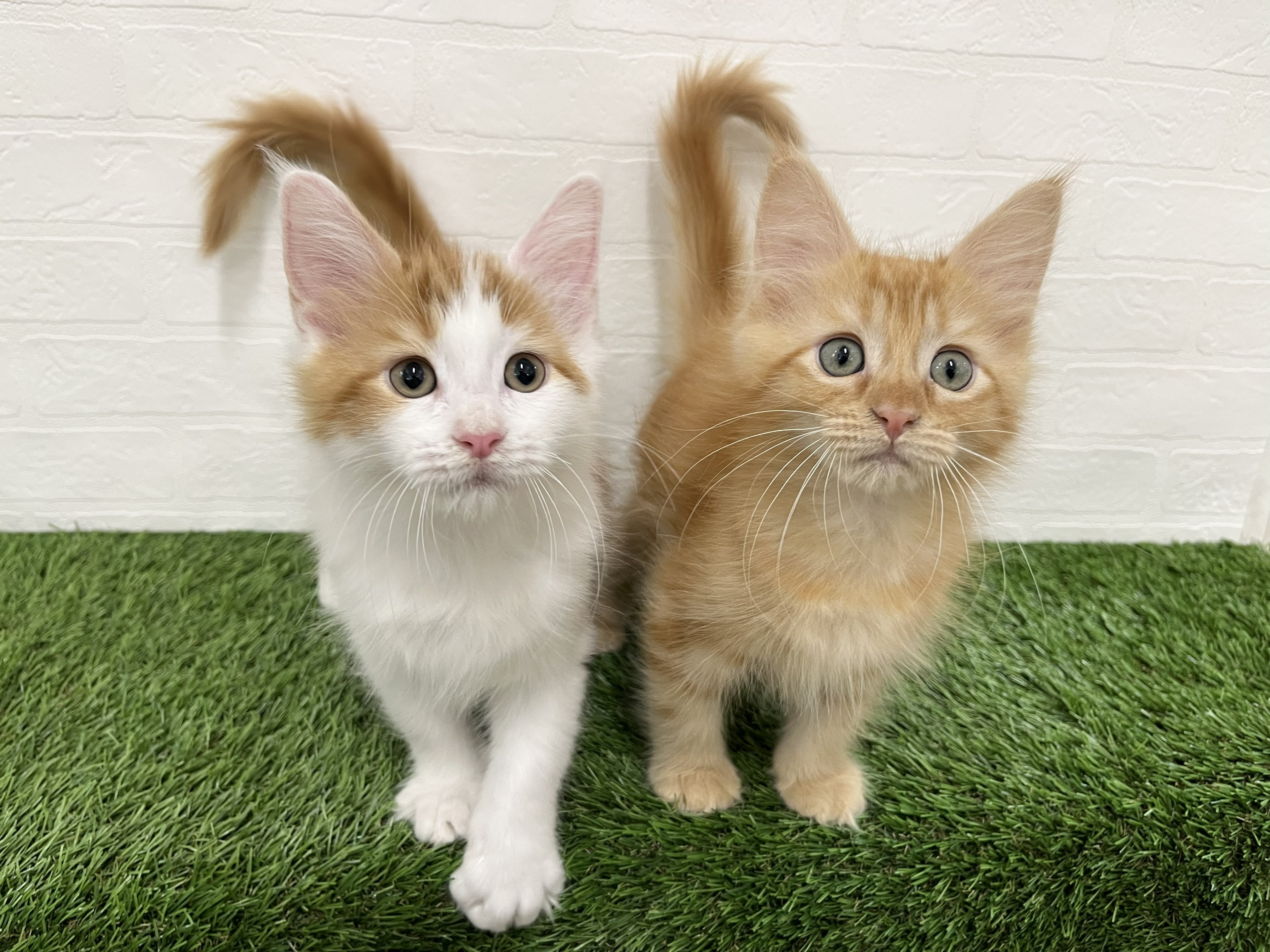 神奈川県のメインクーン (ワンニャンハウス新山下店/2026年1月20日生まれ/男の子/レッドタビーホワイト)の子猫の4枚目の画像