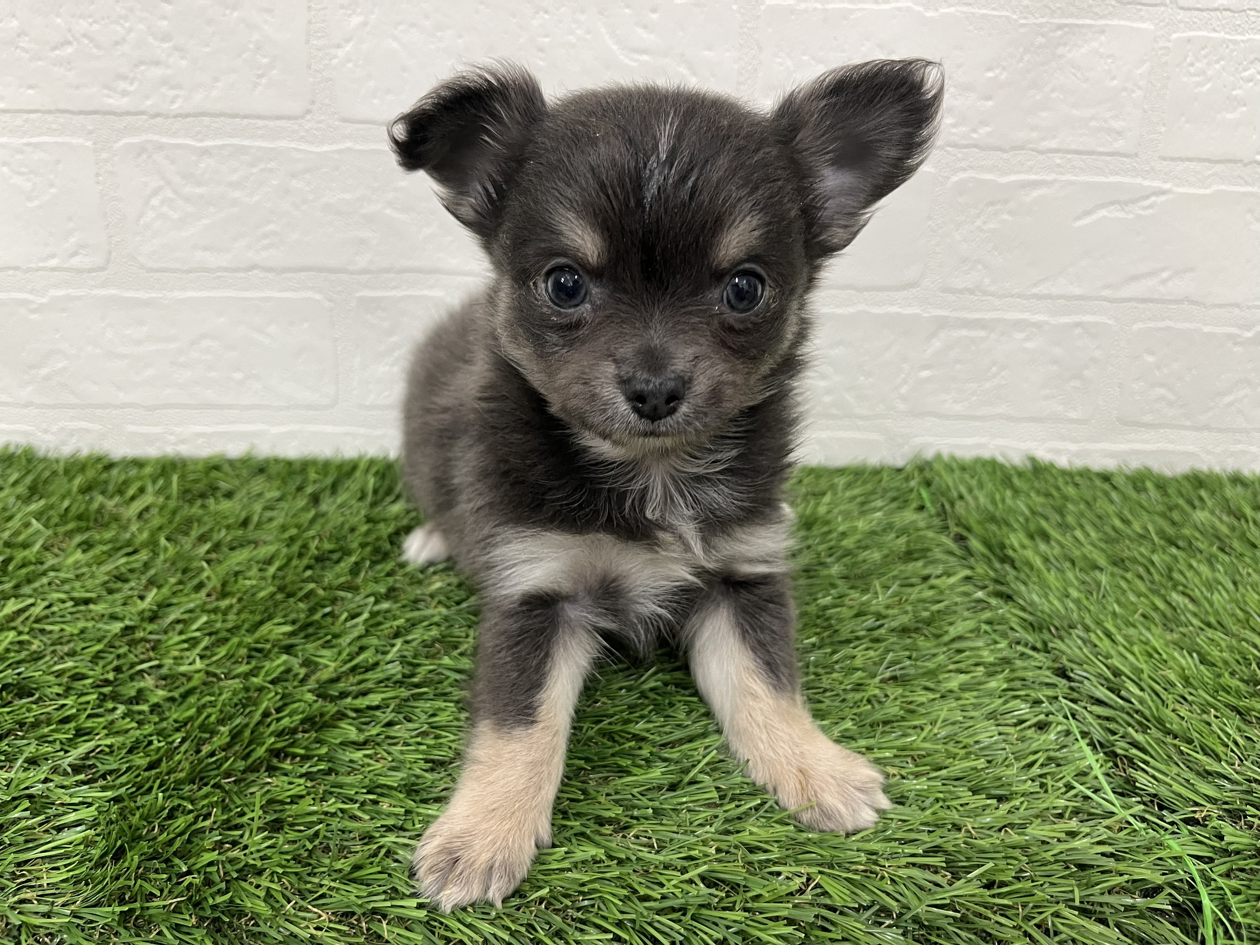 神奈川県のチワワ(ロング) (ワンニャンハウス新山下店/2026年1月4日生まれ/男の子/ブルータンホワイト)の子犬の1枚目の画像