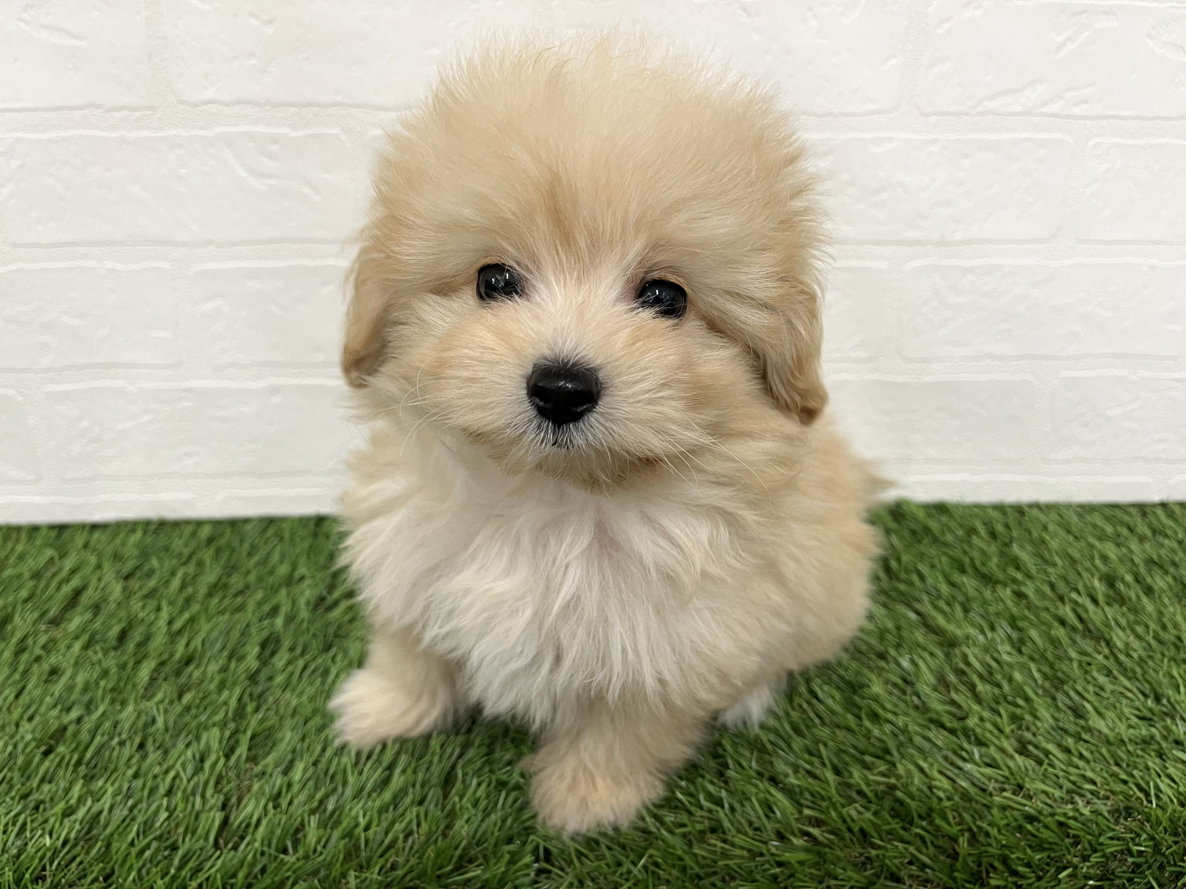 神奈川県のポメプー(ポメラニアン×プードル) (ワンニャンハウス新山下店/2025年12月6日生まれ/男の子/アプリコット)の子犬の2枚目の画像