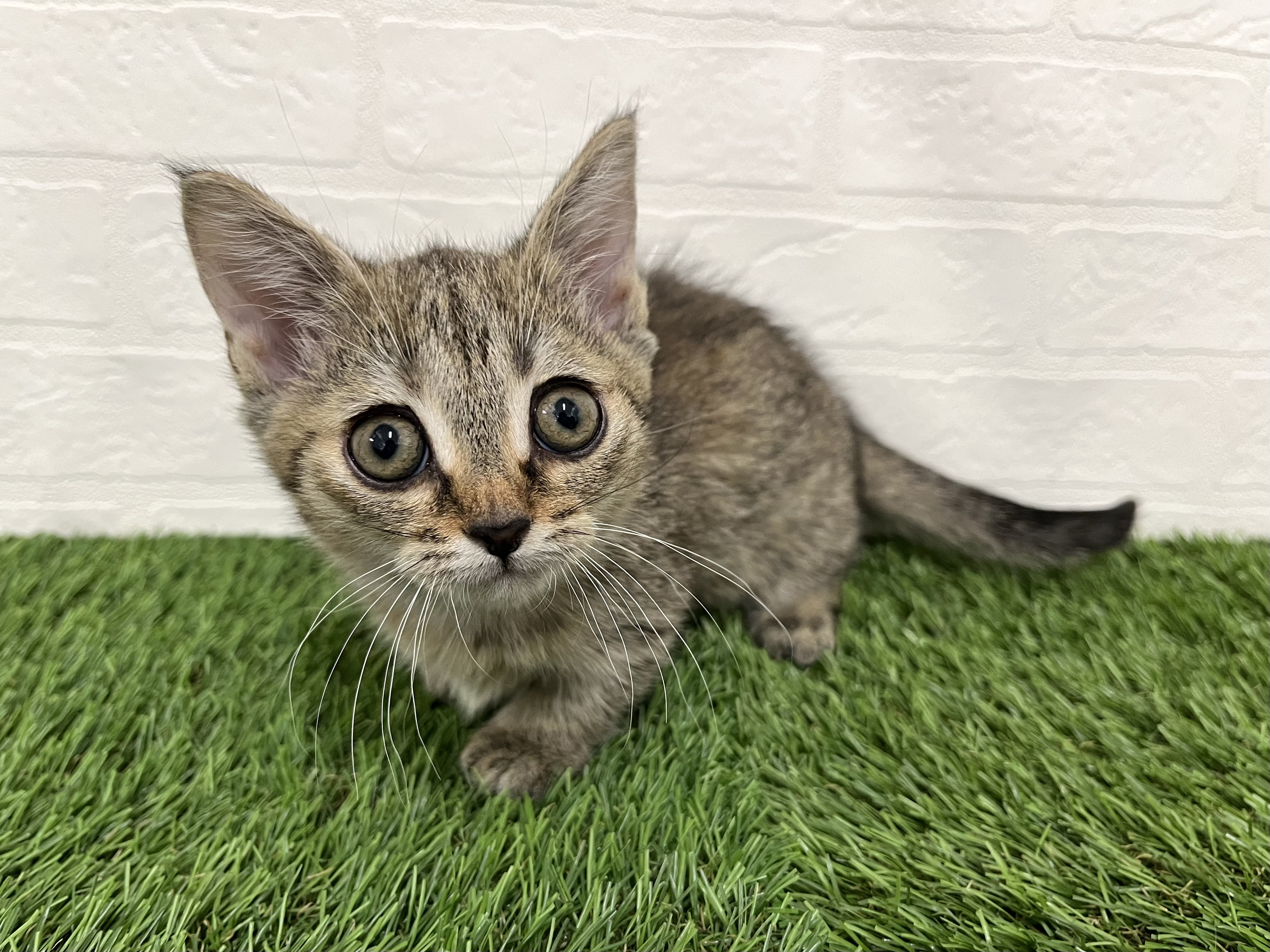 神奈川県のマンチカン (ワンニャンハウス新山下店/2025年9月22日生まれ/女の子/ブラウンタビー)の子猫の2枚目の画像