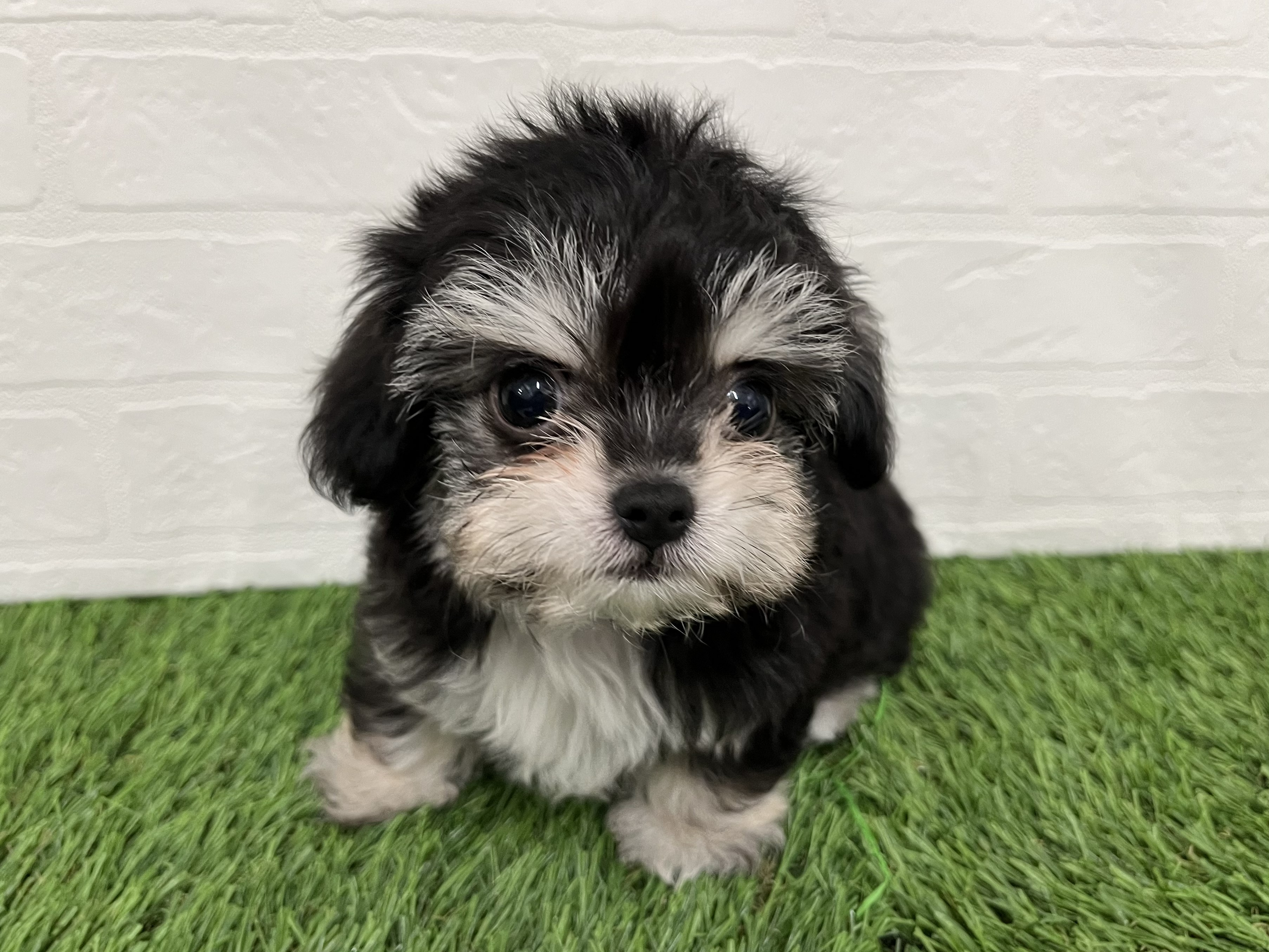 神奈川県のハーフ犬・ミックス犬 (ワンニャンハウス新山下店/2026年2月28日生まれ/女の子/ブラックタンホワイト)の子犬の1枚目の画像