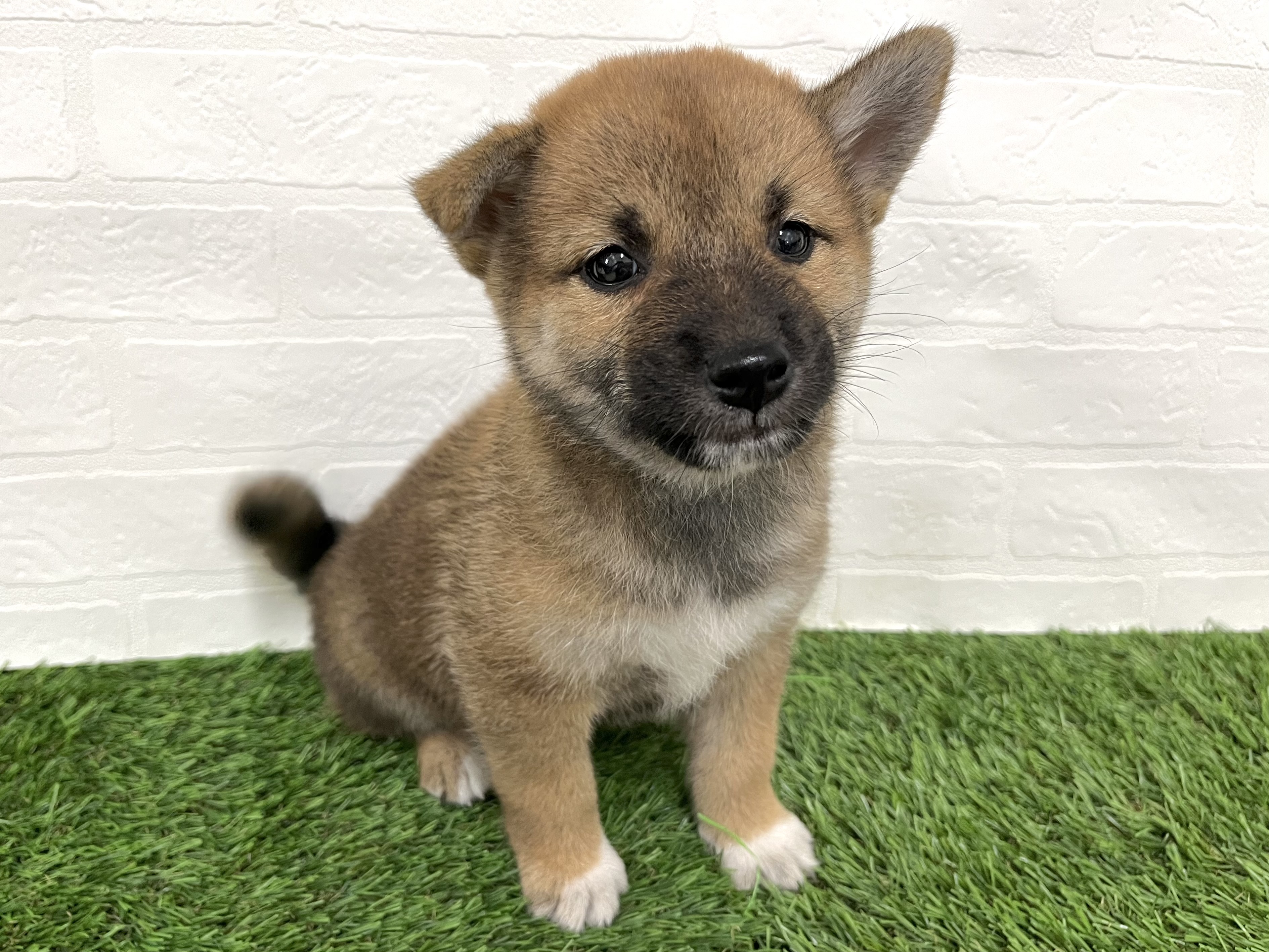 神奈川県の柴犬(標準サイズ) (ワンニャンハウス新山下店/2025年7月28日生まれ/男の子/赤)の子犬の3枚目の画像