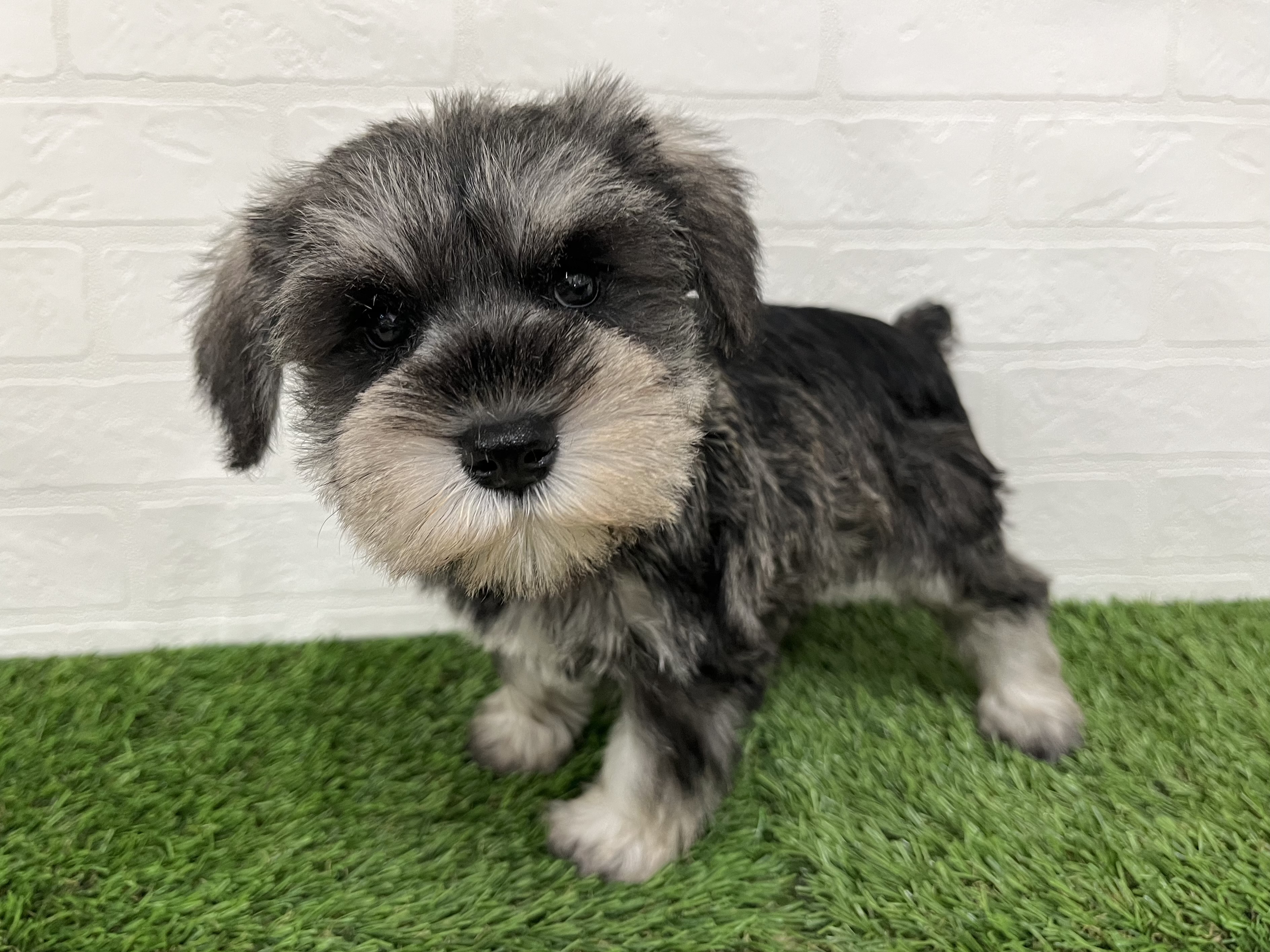 神奈川県のミニチュアシュナウザー (ワンニャンハウス新山下店/2025年9月7日生まれ/女の子/ソルトペッパー)の子犬の3枚目の画像
