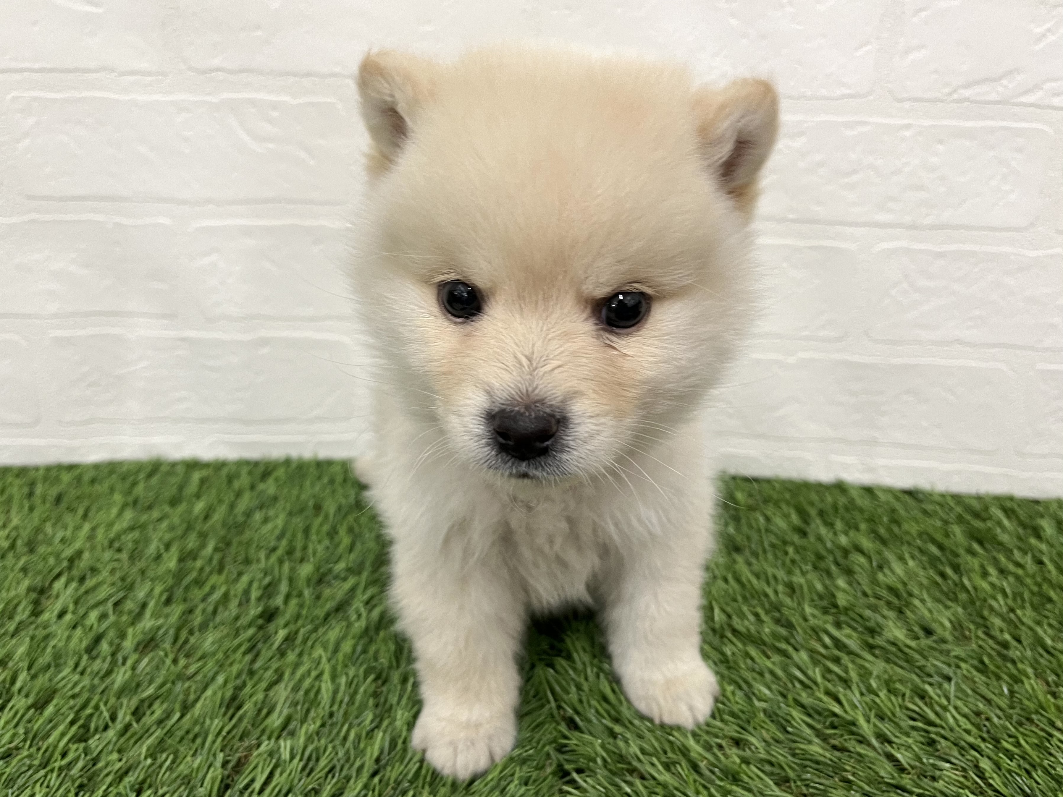 神奈川県のハーフ犬・ミックス犬 (ワンニャンハウス新山下店/2025年10月11日生まれ/男の子/クリーム)の子犬の1枚目の画像