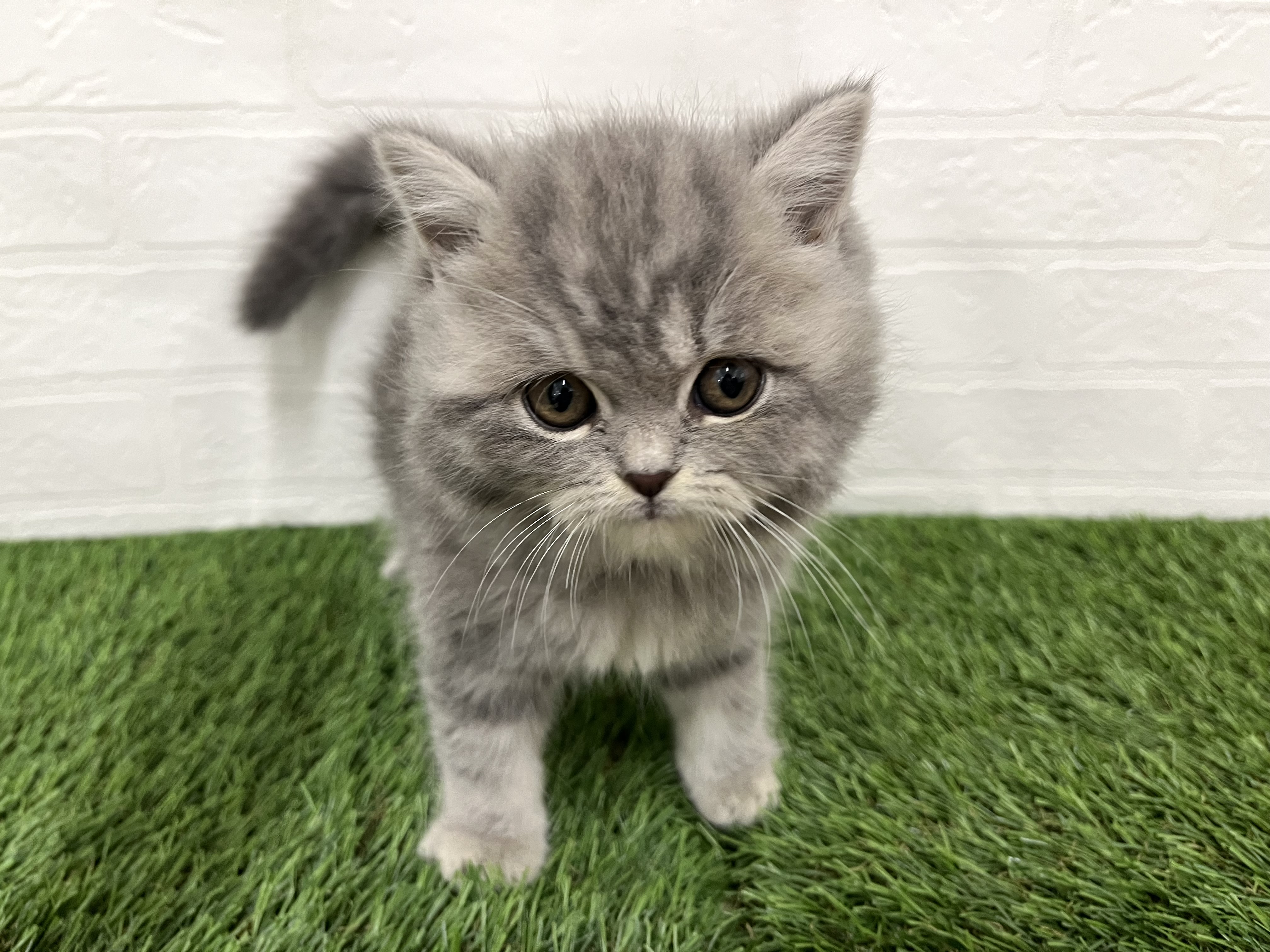 神奈川県のエキゾチック (ワンニャンハウス新山下店/2025年10月10日生まれ/女の子/ブルータビー)の子猫の1枚目の画像