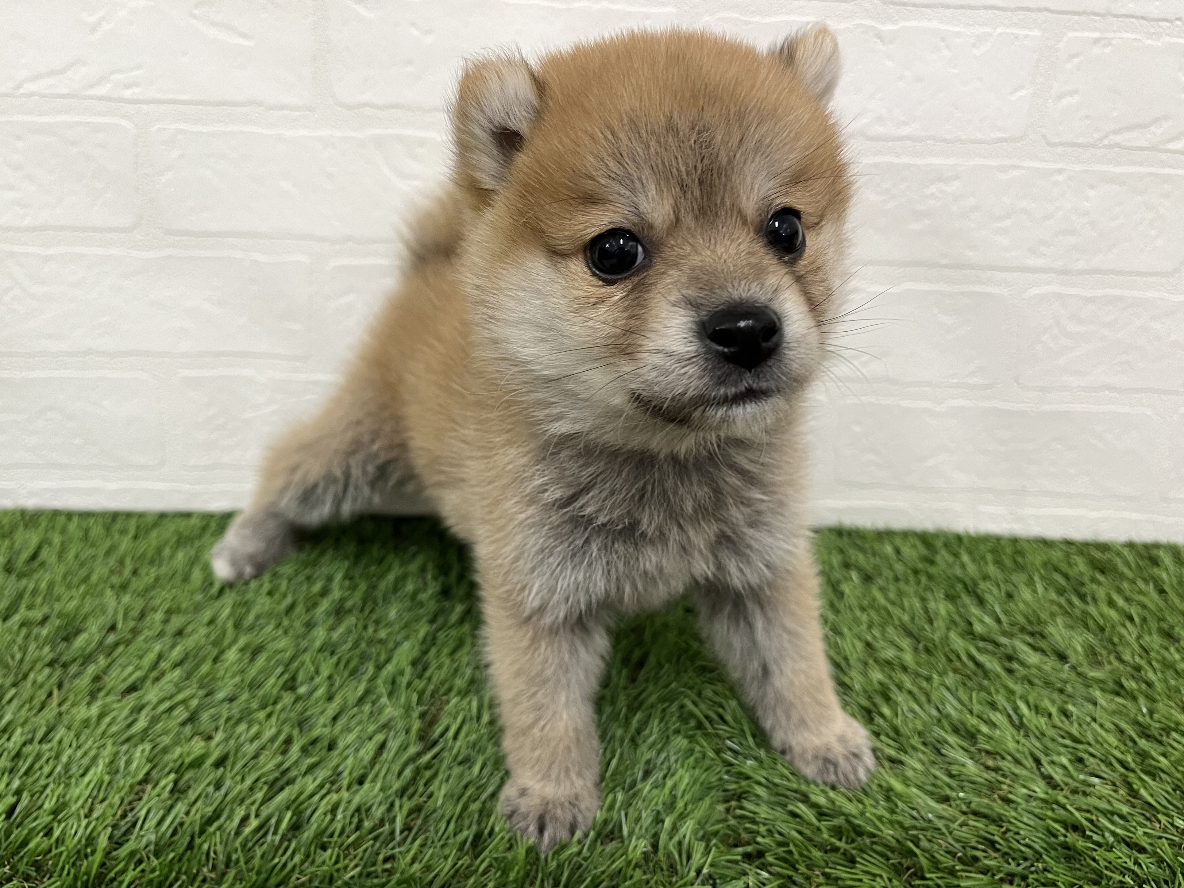 神奈川県のハーフ犬・ミックス犬 (ワンニャンハウス新山下店/2025年10月11日生まれ/女の子/赤)の子犬の3枚目の画像