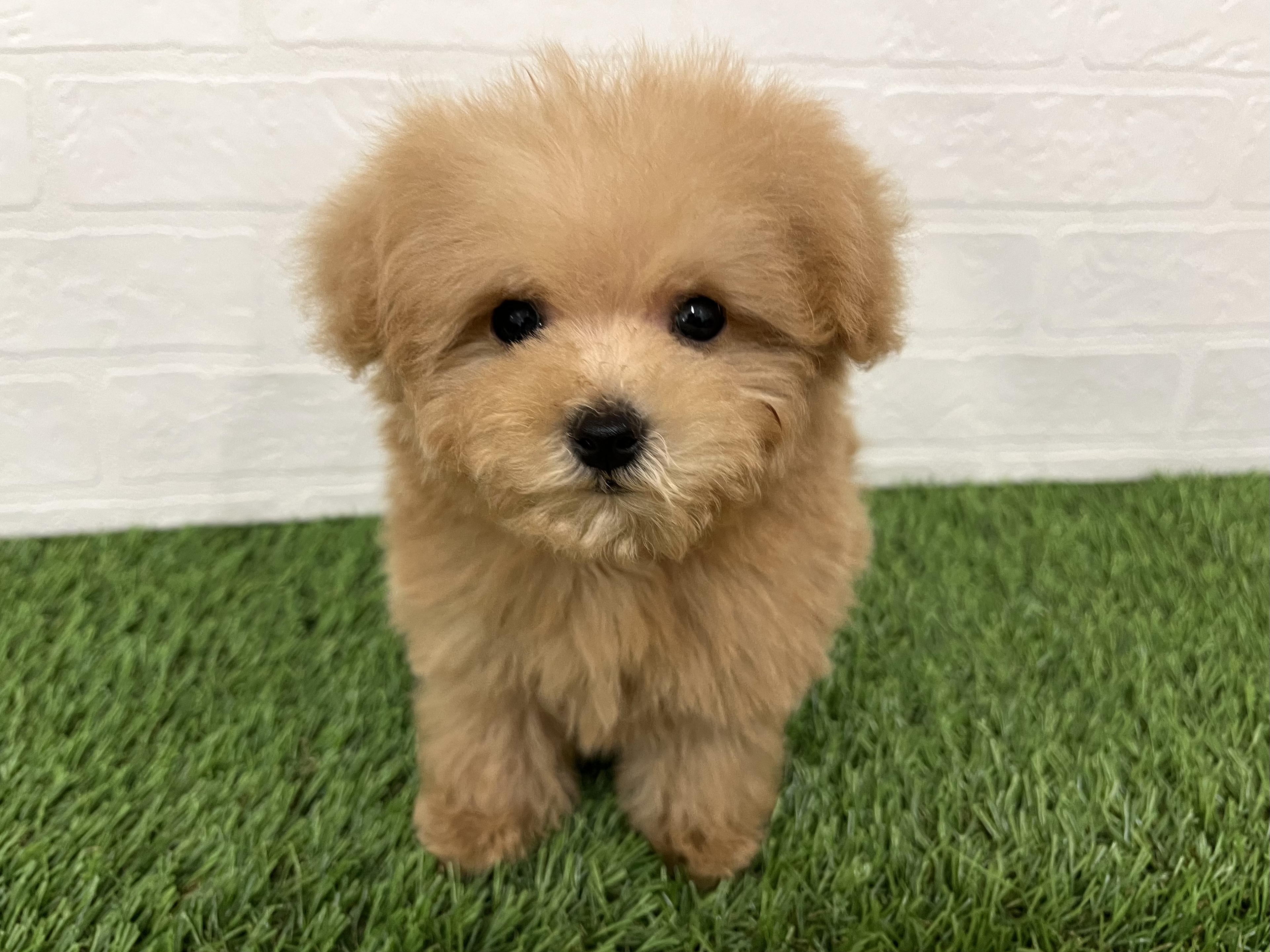 神奈川県のビションプー(ビションフリーゼ×プードル) (ワンニャンハウス新山下店/2025年11月10日生まれ/男の子/クリーム)の子犬の2枚目の画像