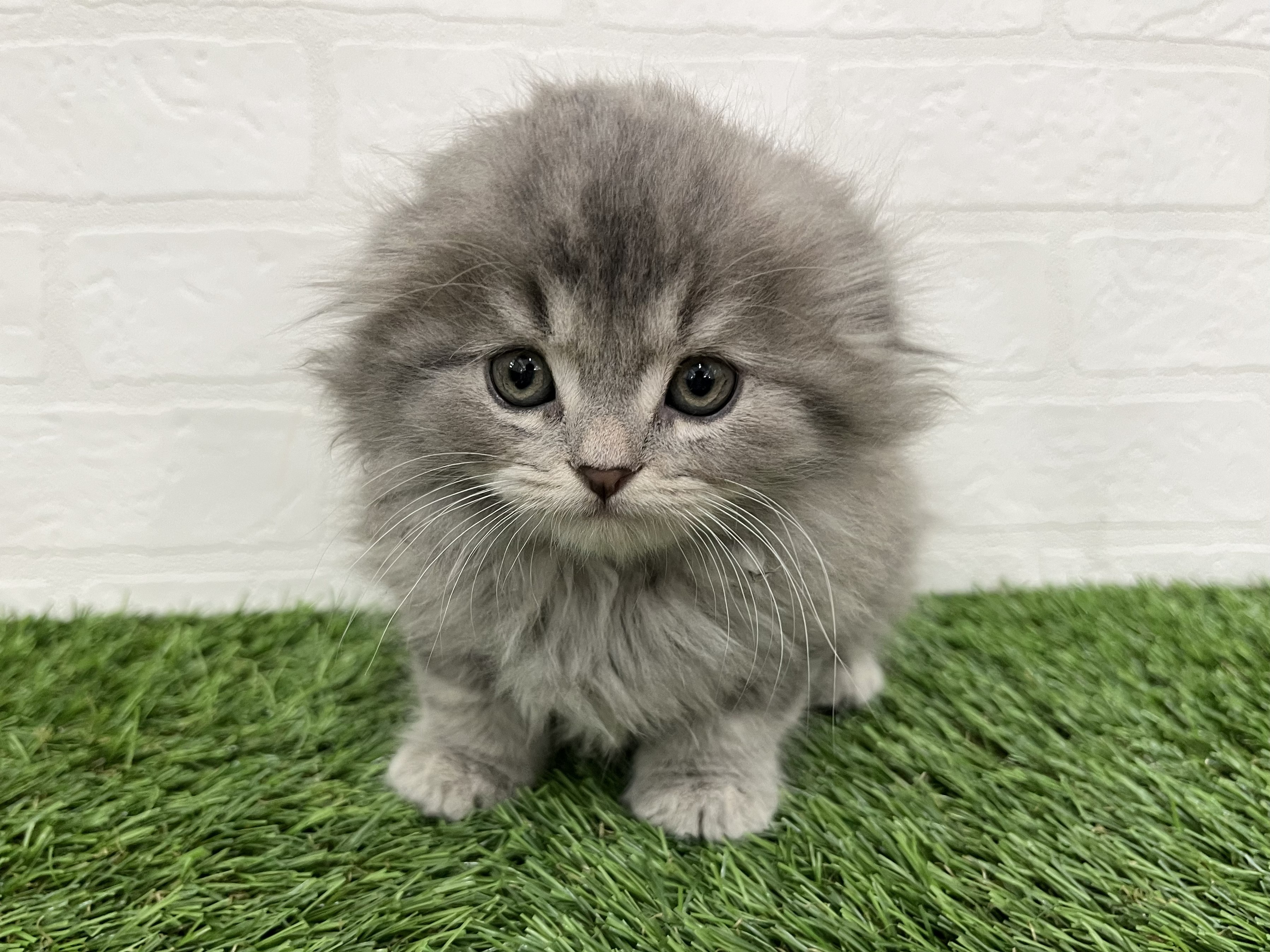 神奈川県のスコティッシュフォールド (ワンニャンハウス新山下店/2026年2月3日生まれ/女の子/ブルー)の子猫の1枚目の画像