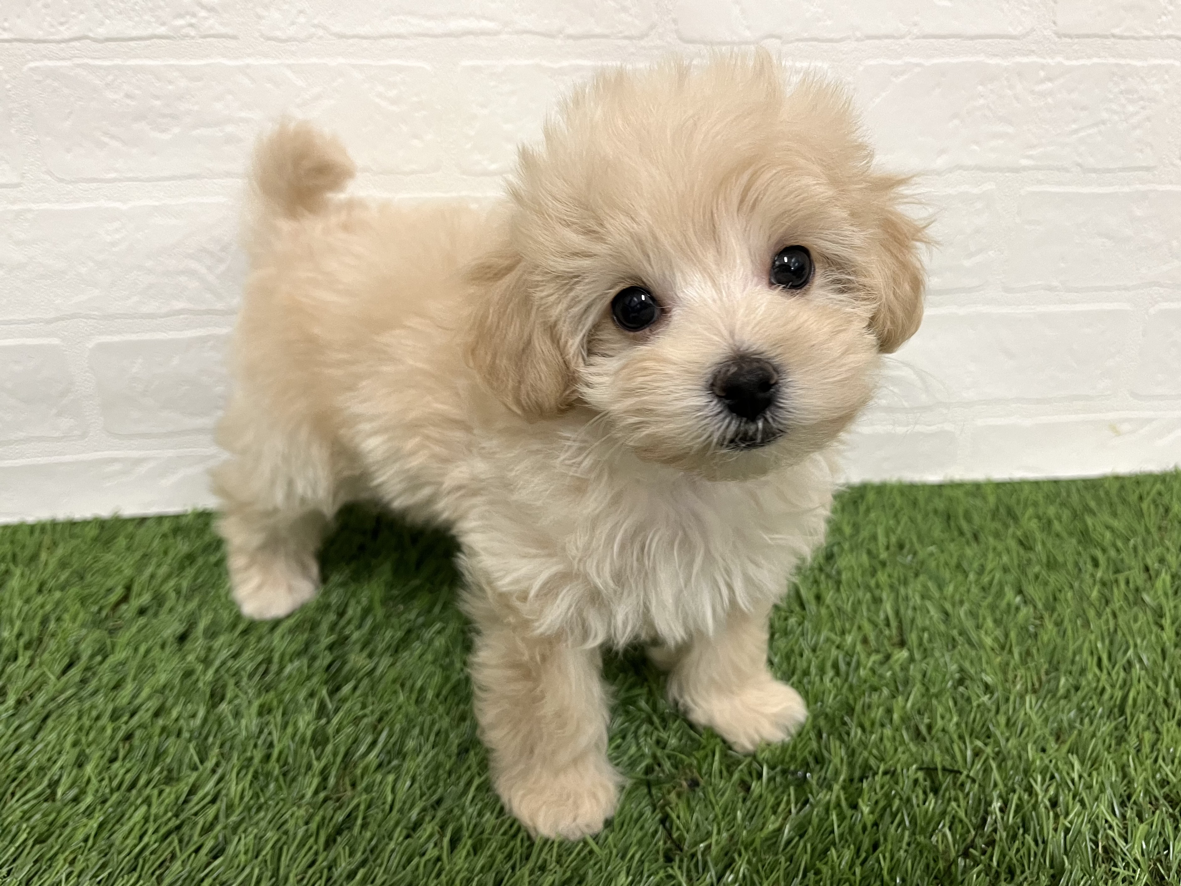 神奈川県のマルプー(マルチーズ×プードル) (ワンニャンハウス新山下店/2025年9月7日生まれ/女の子/アプリコット)の子犬の2枚目の画像