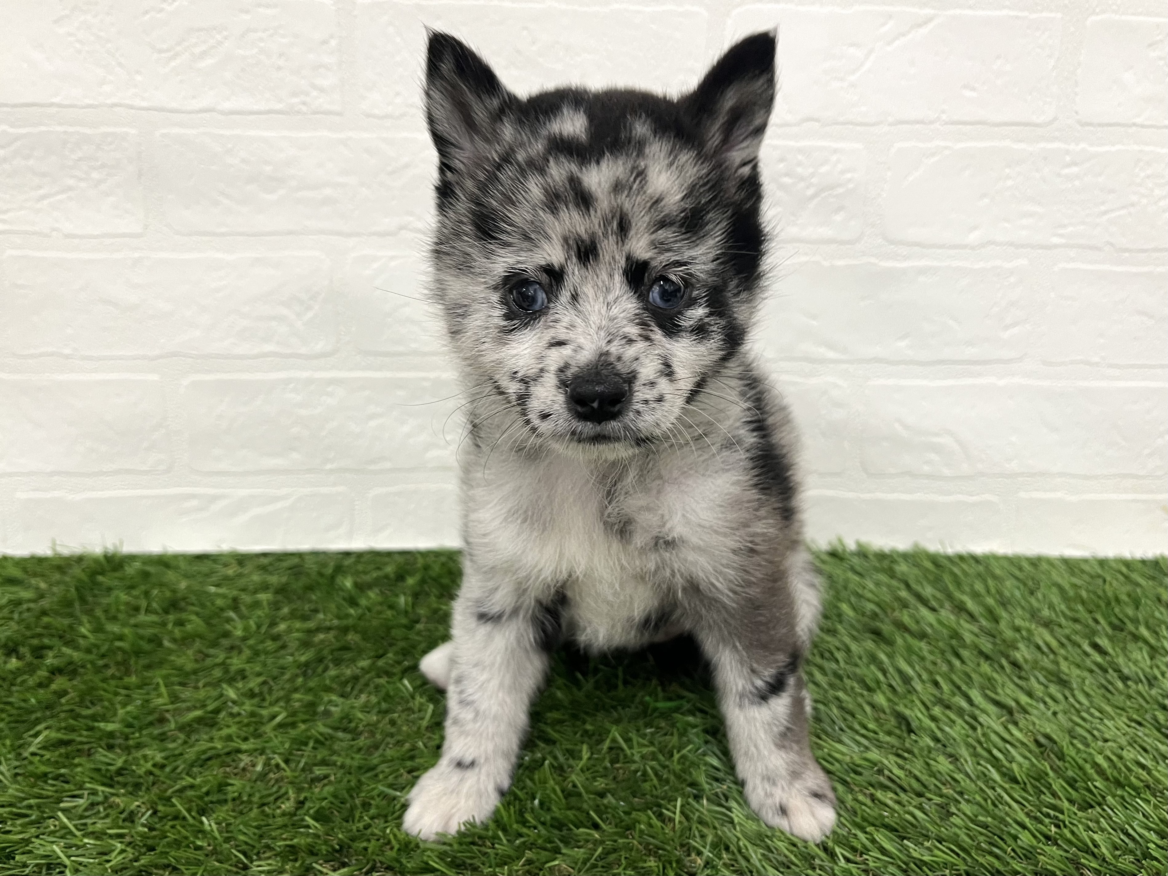 神奈川県のポメ柴/豆ポメ/ポメ豆柴(ポメラニアン×柴犬) (ワンニャンハウス新山下店/2025年8月30日生まれ/女の子/ブルーマール)の子犬の1枚目の画像