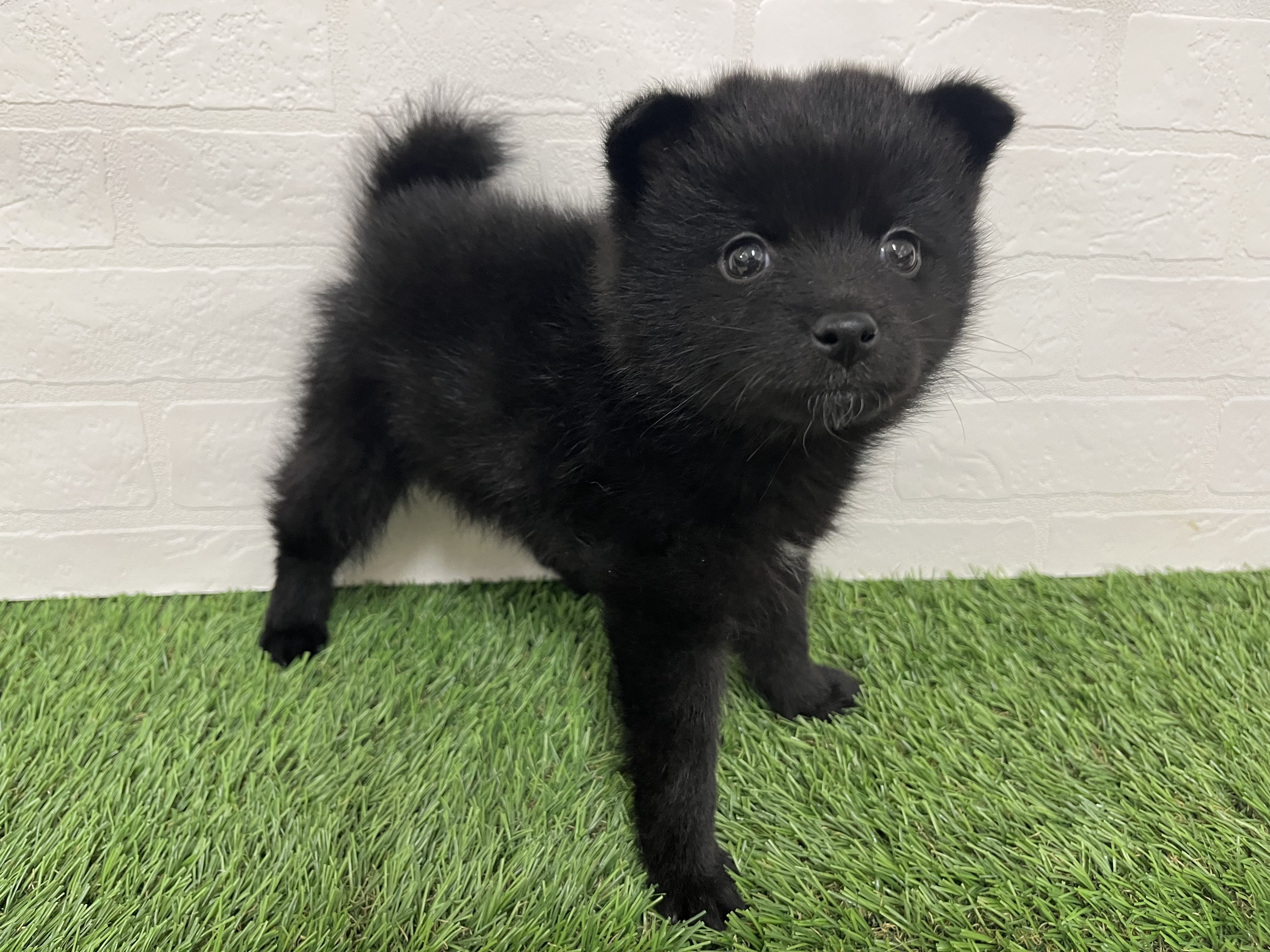 神奈川県のポメ柴/豆ポメ/ポメ豆柴(ポメラニアン×柴犬) (ワンニャンハウス新山下店/2025年9月12日生まれ/男の子/黒)の子犬の4枚目の画像