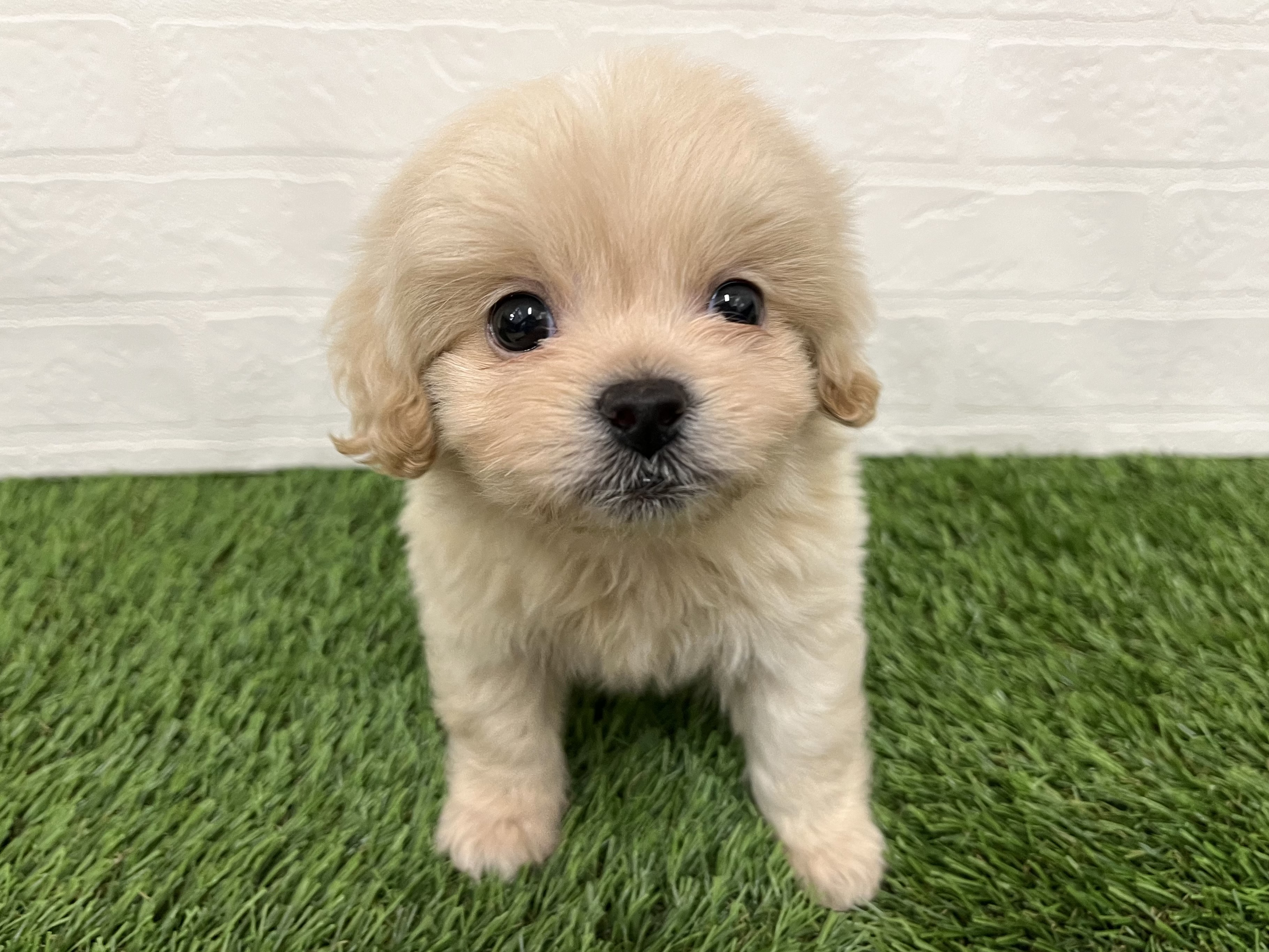 神奈川県のペキプー(ペキニーズ×プードル) (ワンニャンハウス新山下店/2025年9月29日生まれ/男の子/クリーム)の子犬の1枚目の画像