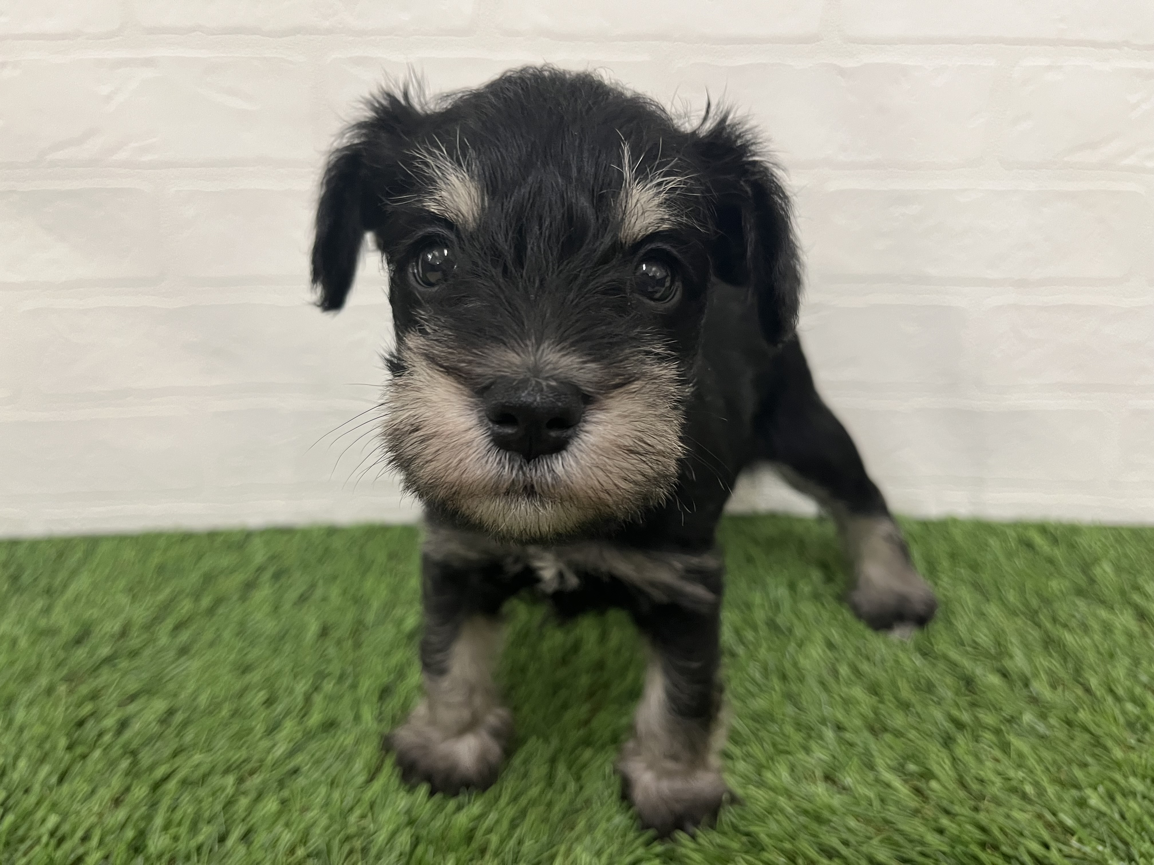 神奈川県のミニチュアシュナウザー (ワンニャンハウス新山下店/2025年10月7日生まれ/男の子/ブラックシルバー)の子犬の2枚目の画像