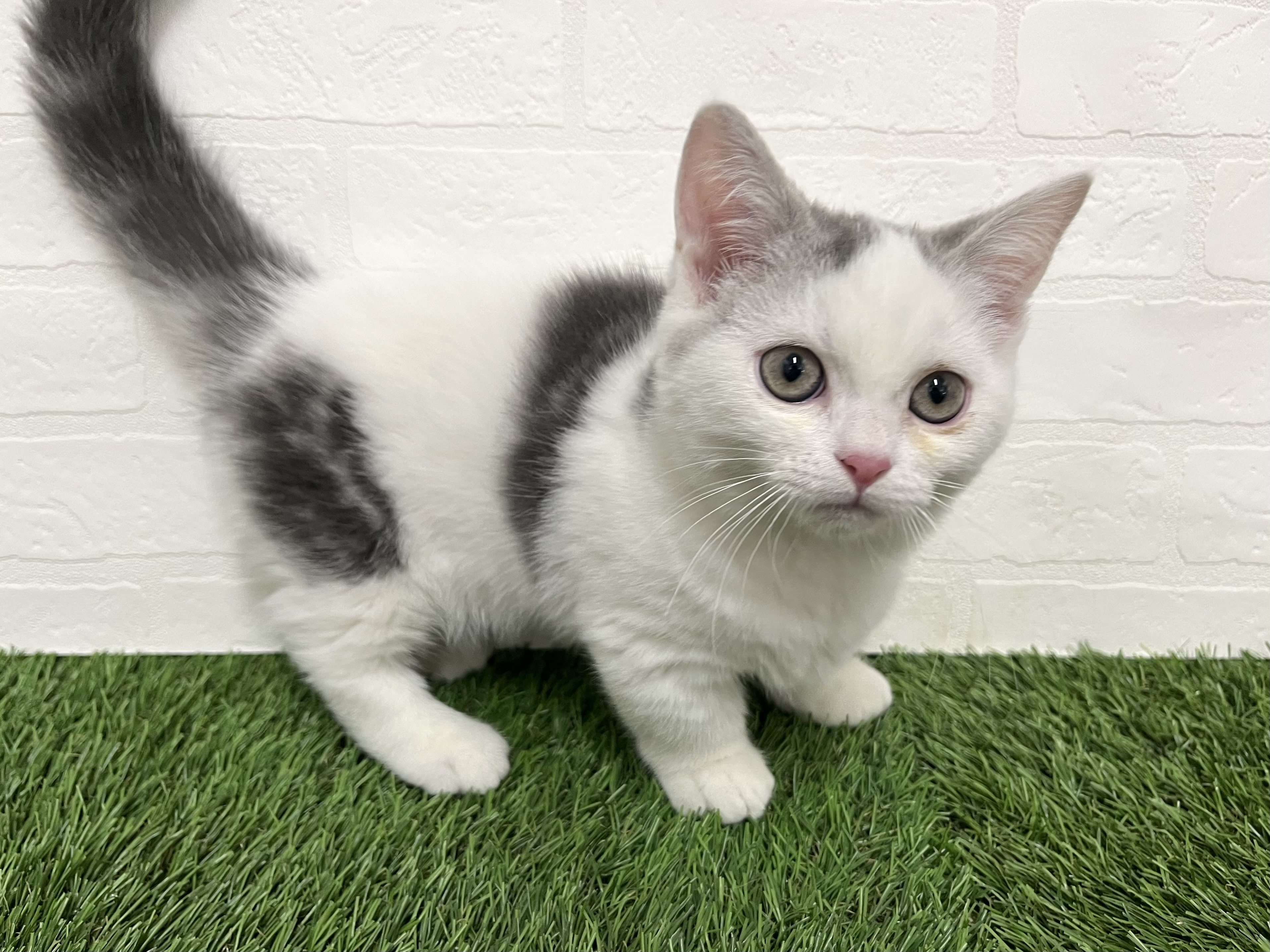 神奈川県のマンチカン (ワンニャンハウス新山下店/2025年8月29日生まれ/男の子/ブルータビーホワイト)の子猫の3枚目の画像