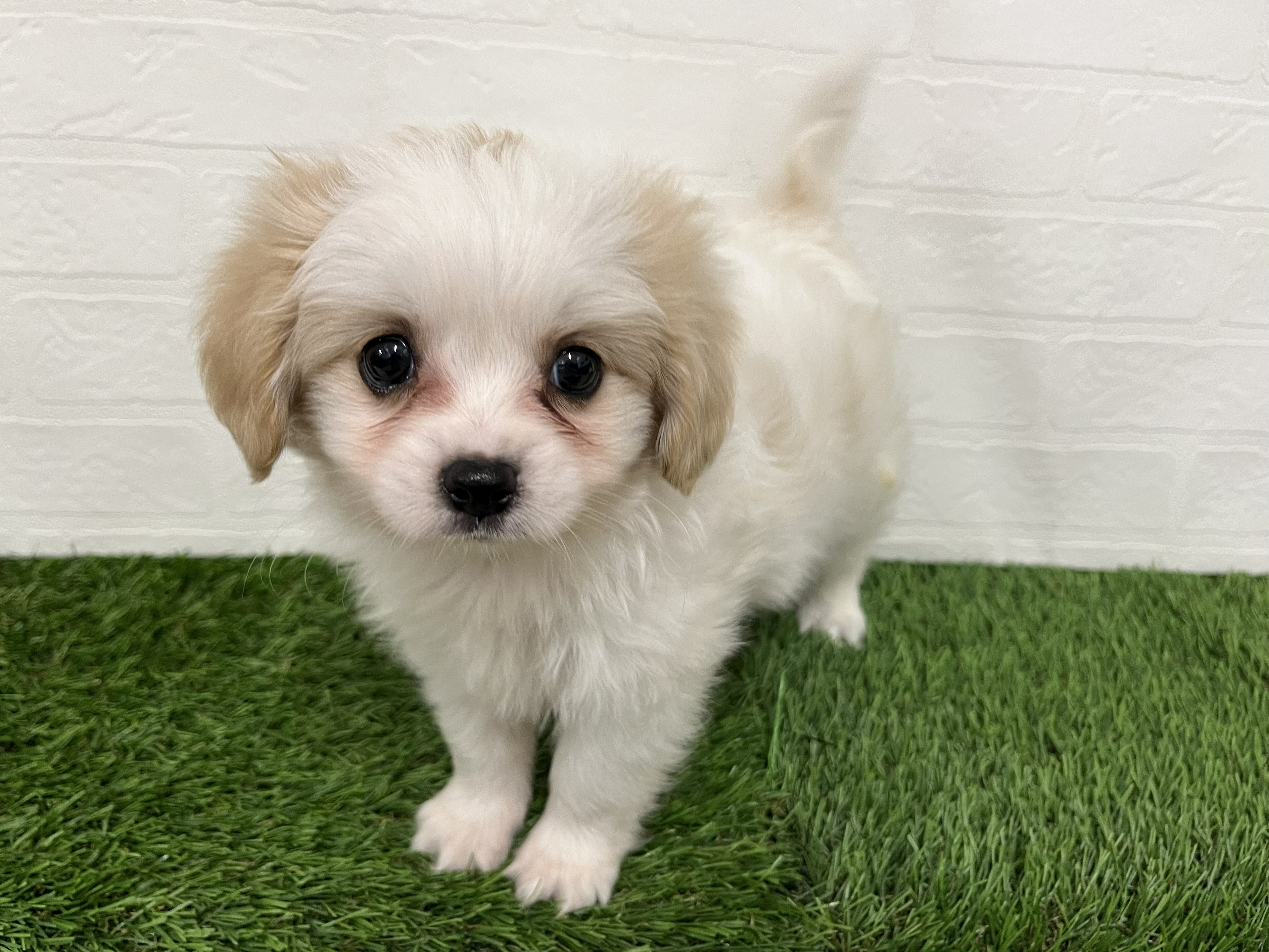 神奈川県のハーフ犬・ミックス犬 (ワンニャンハウス新山下店/2026年7月31日生まれ/男の子/ホワイトクリーム)の子犬の2枚目の画像