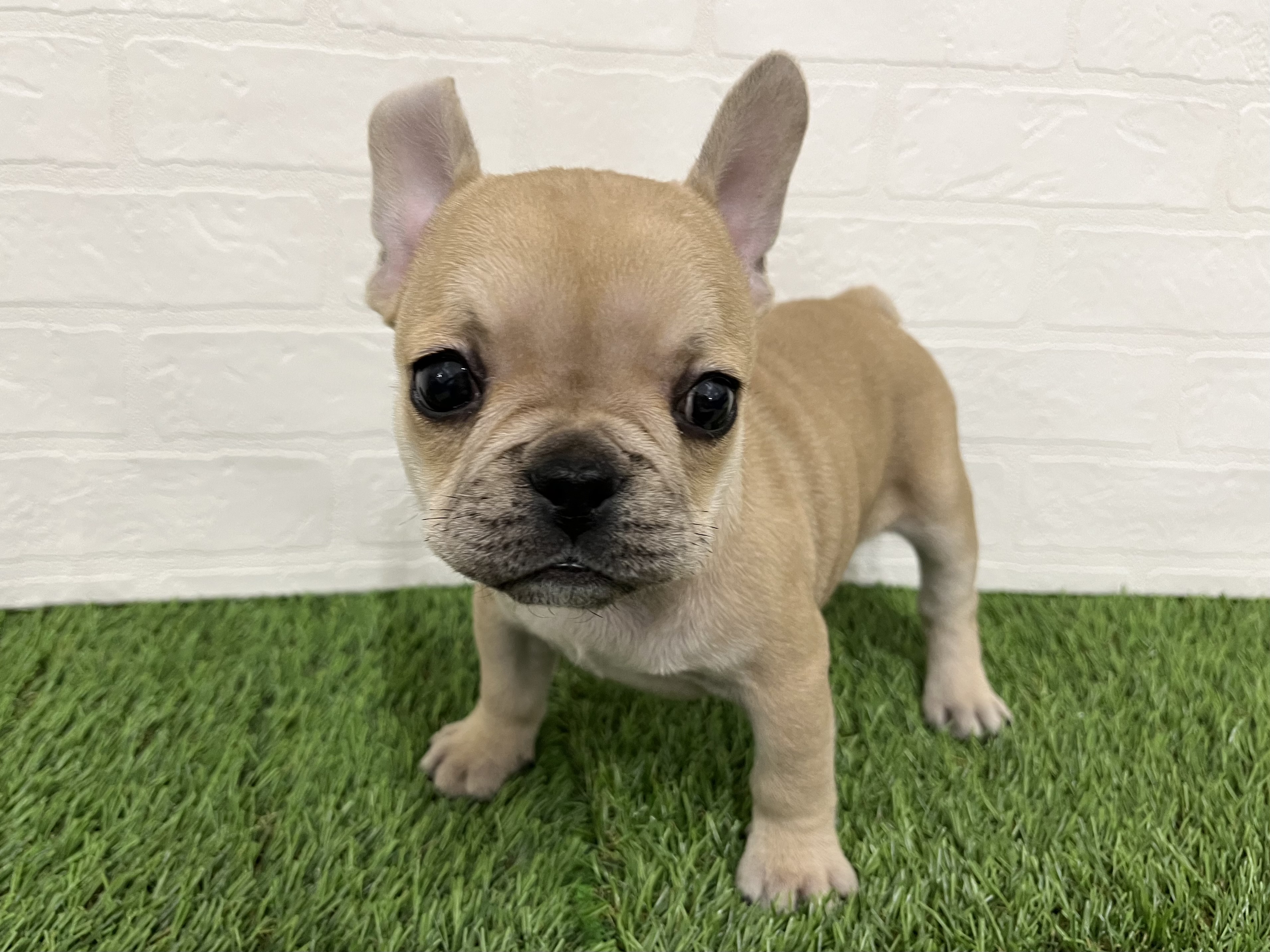 神奈川県のフレンチブルドッグ (ワンニャンハウス新山下店/2025年10月6日生まれ/女の子/フォーン)の子犬の2枚目の画像