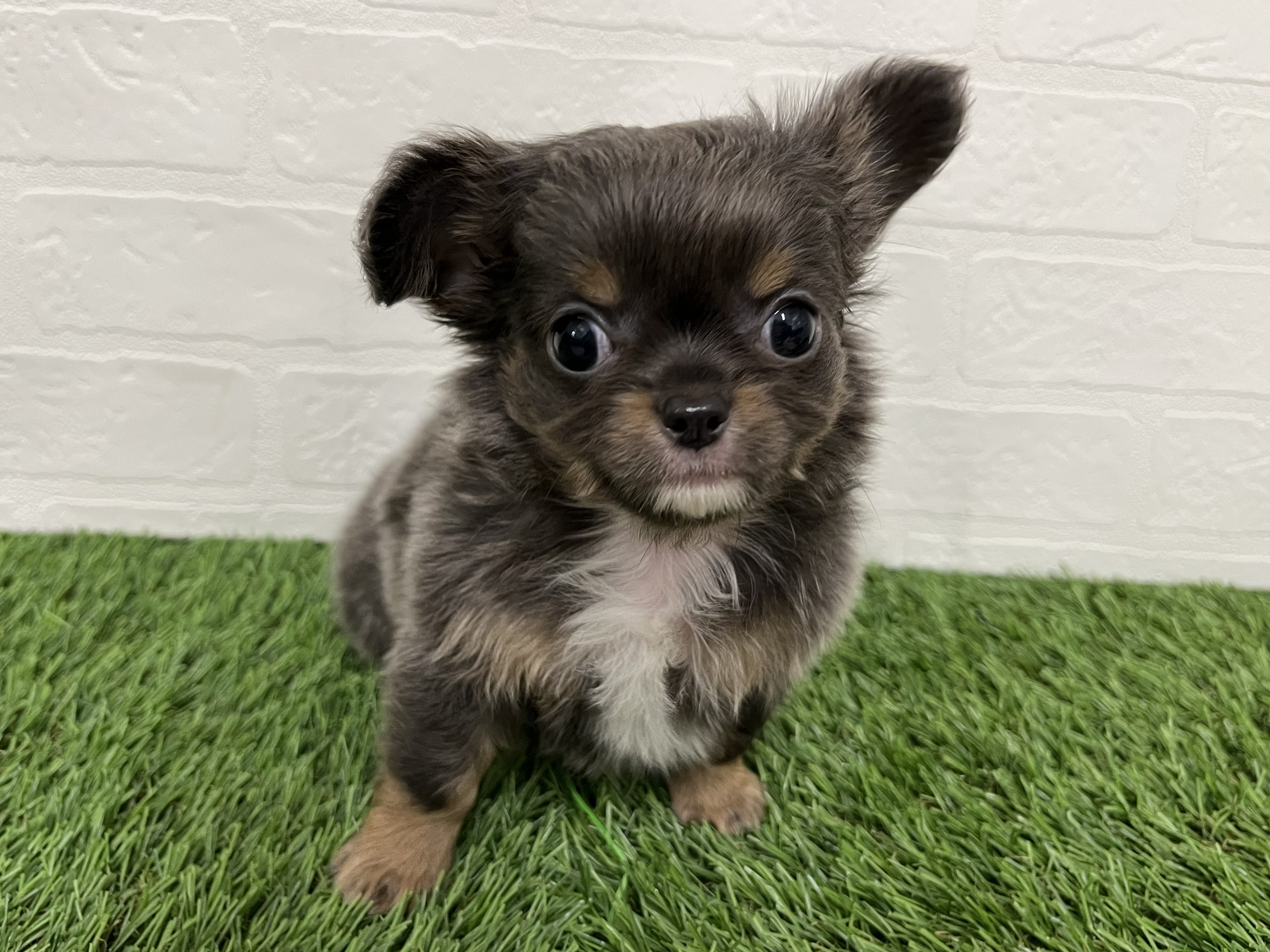 神奈川県のチワワ(ロング) (ワンニャンハウス新山下店/2026年2月24日生まれ/男の子/ブルータン)の子犬の1枚目の画像