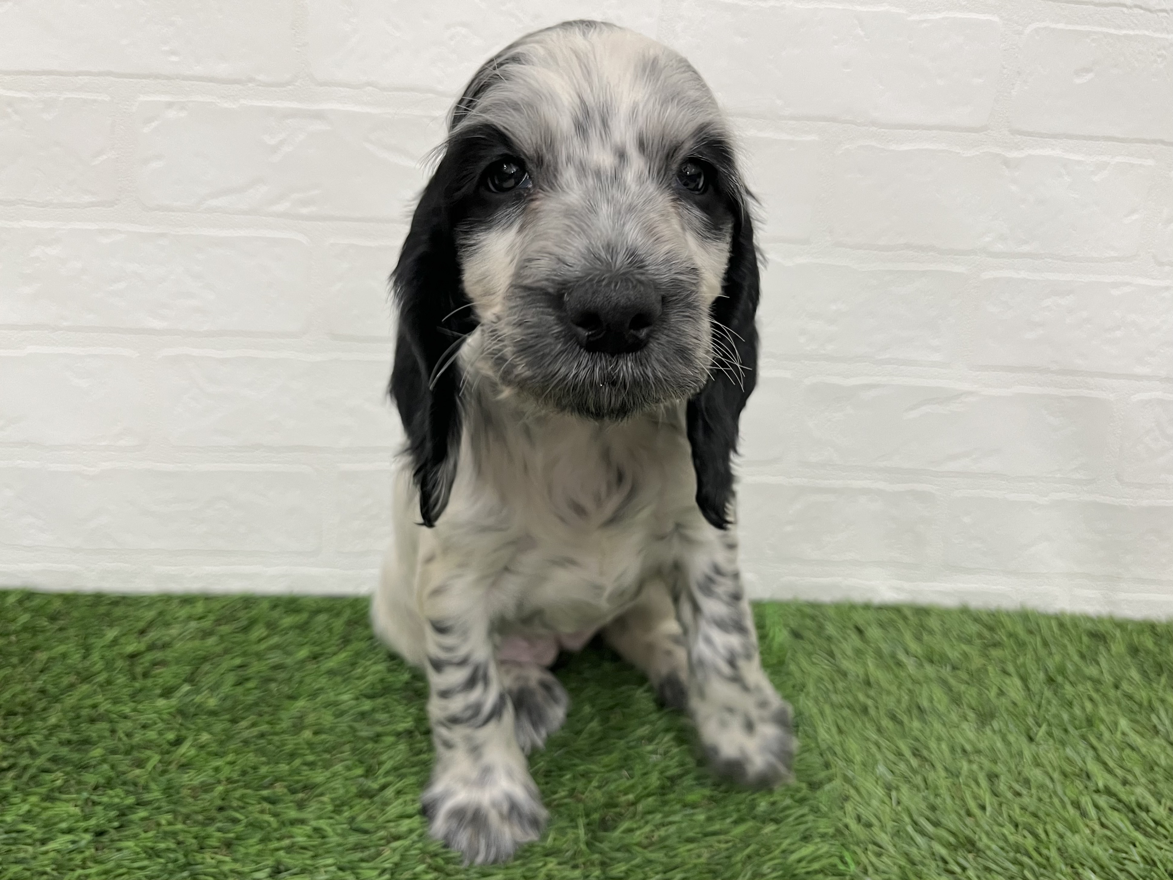 神奈川県のイングリッシュコッカースパニエル (ワンニャンハウス新山下店/2025年11月27日生まれ/女の子/ブルーローン)の子犬