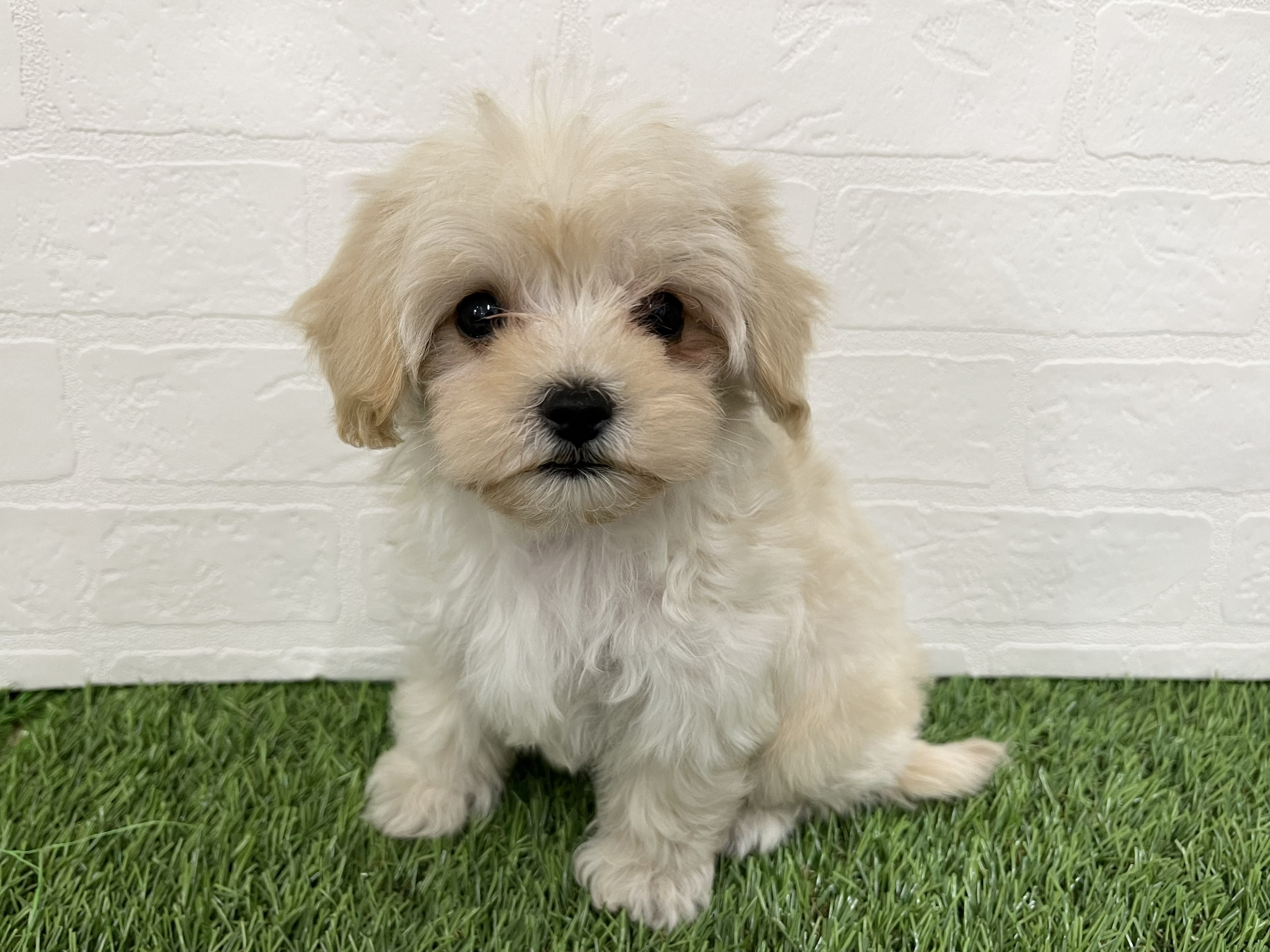 神奈川県のマルプー(マルチーズ×プードル) (ワンニャンハウス新山下店/2026年2月1日生まれ/男の子/クリーム&アプリコット)の子犬の2枚目の画像