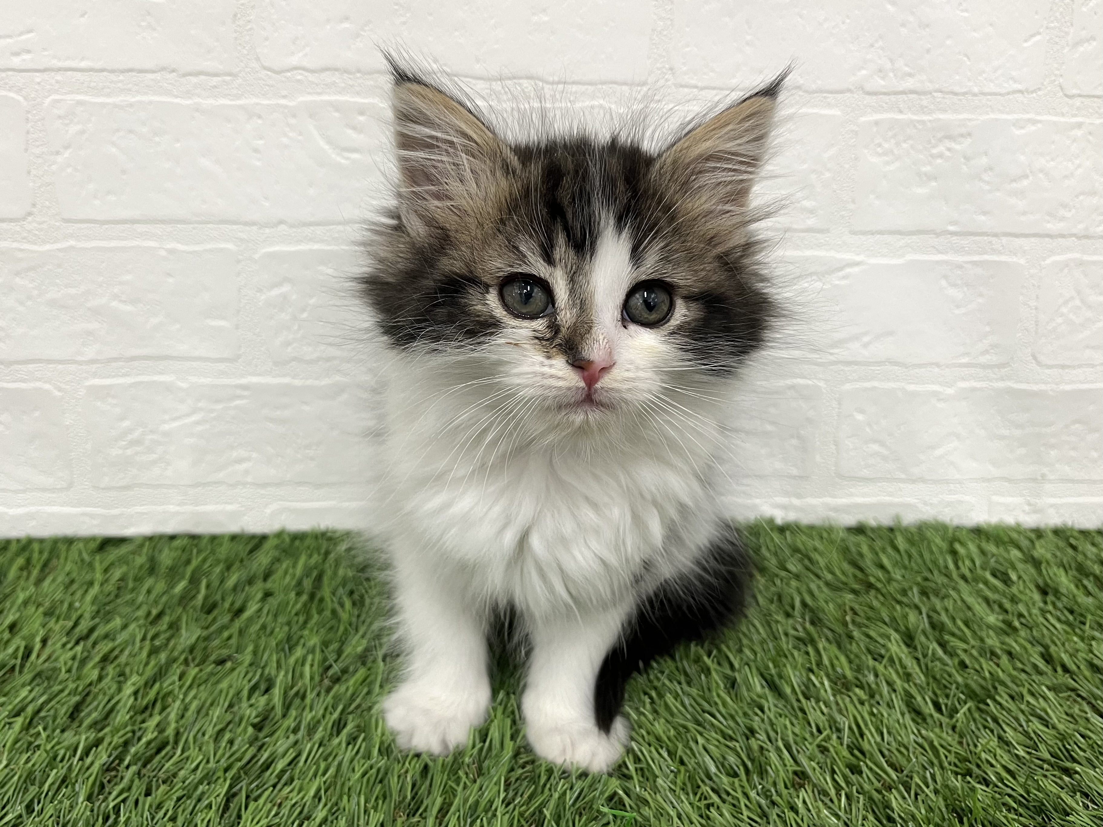 神奈川県のノルウェージャンフォレストキャット (ワンニャンハウス新山下店/2025年11月30日生まれ/女の子/ブラックタビーホワイト)の子猫