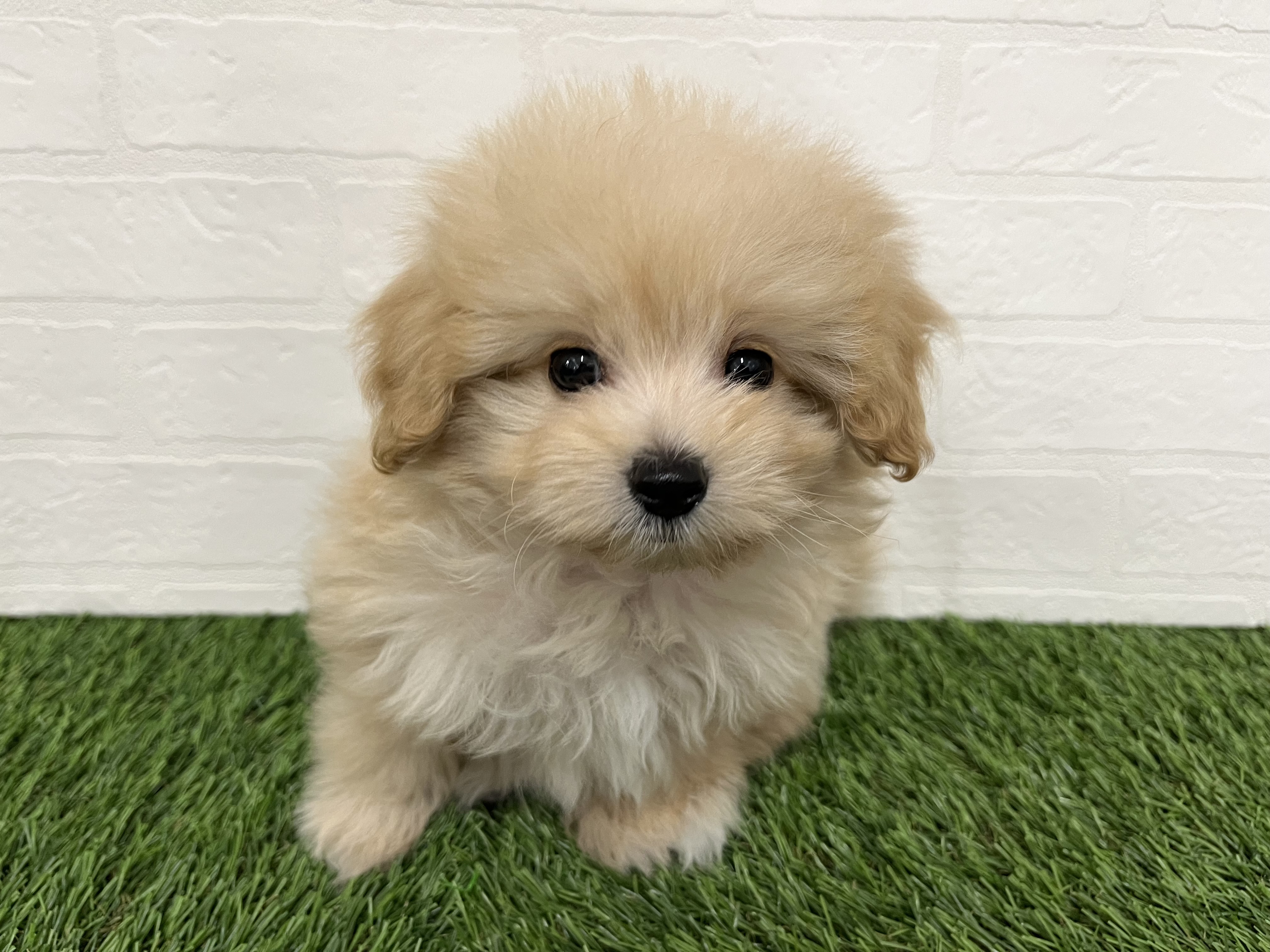 神奈川県のポメプー(ポメラニアン×プードル) (ワンニャンハウス新山下店/2025年12月6日生まれ/男の子/アプリコット)の子犬