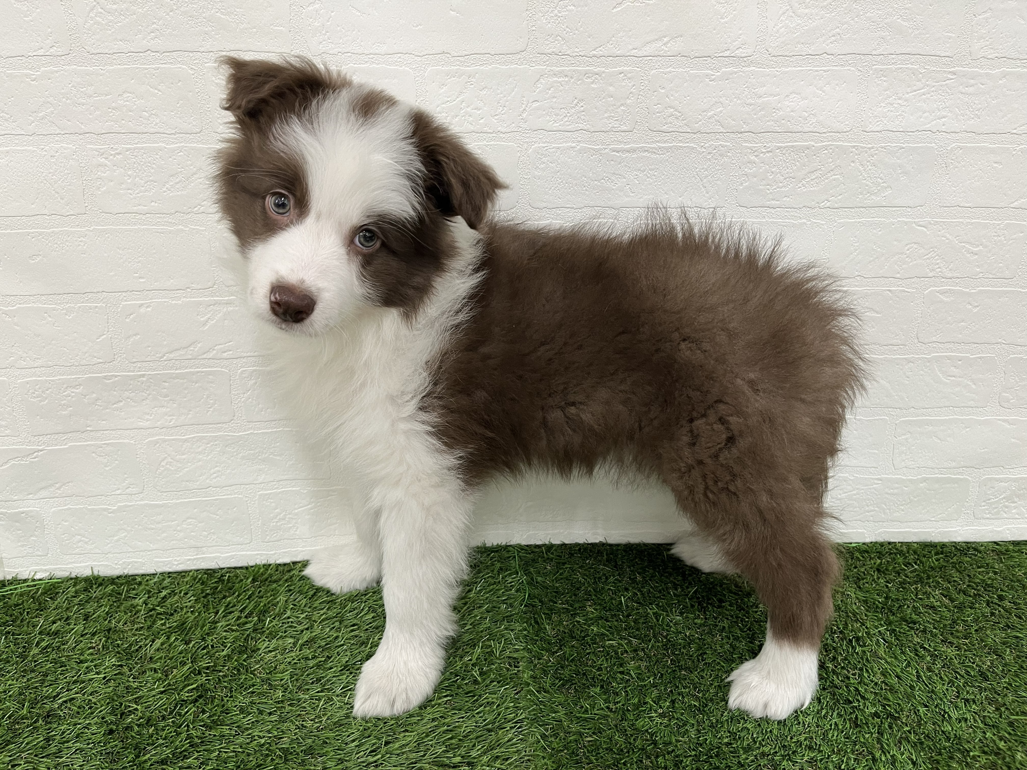 神奈川県のボーダーコリー (ワンニャンハウス新山下店/2026年1月20日生まれ/男の子/チョコレートホワイト)の子犬の4枚目の画像