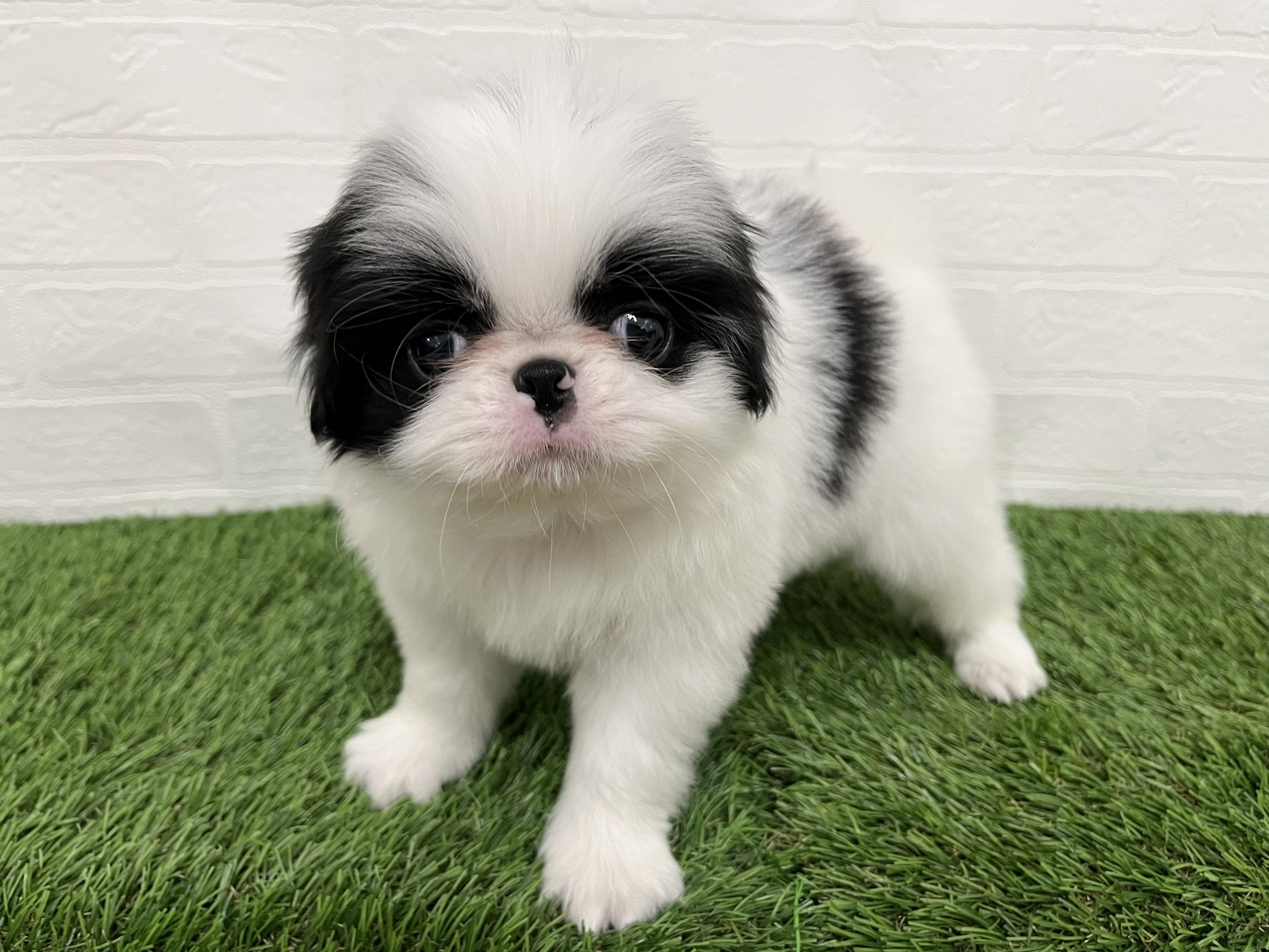 神奈川県の狆 (ワンニャンハウス新山下店/2026年3月6日生まれ/男の子/白黒)の子犬の3枚目の画像