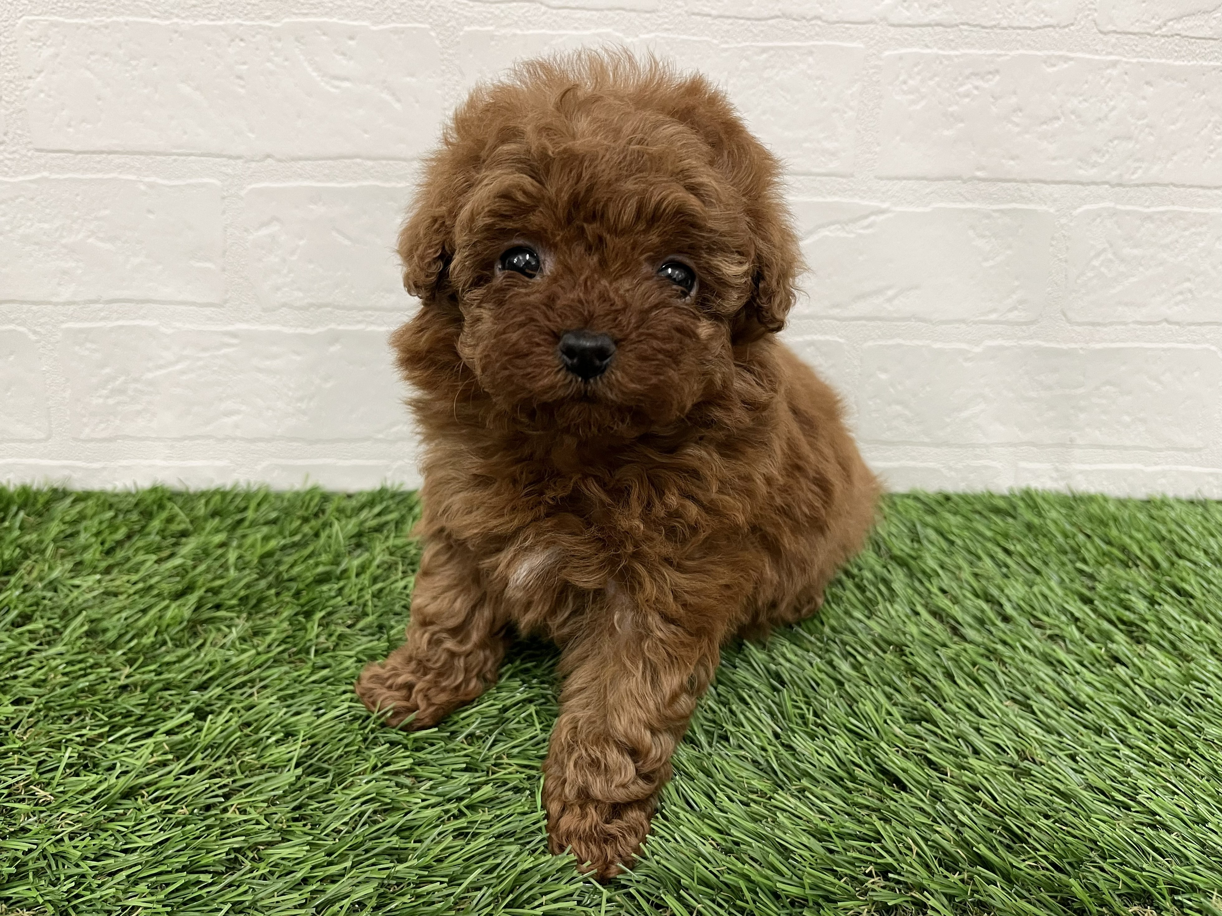 神奈川県のトイプードル(トイ) (ワンニャンハウス新山下店/2026年2月8日生まれ/女の子/レッド)の子犬の4枚目の画像