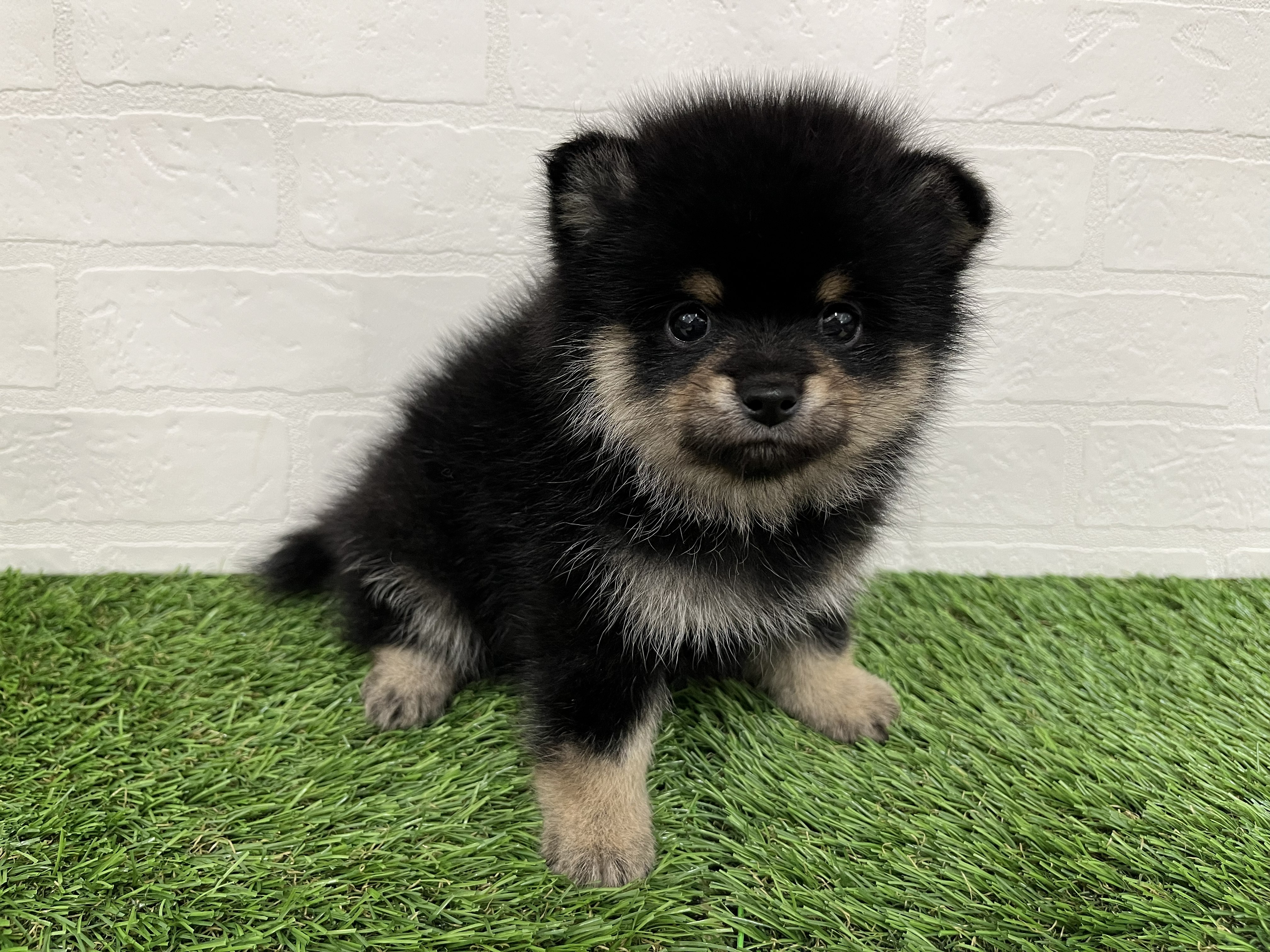 神奈川県のポメ柴/豆ポメ/ポメ豆柴(ポメラニアン×柴犬) (ワンニャンハウス新山下店/2026年2月4日生まれ/男の子/黒)の子犬の4枚目の画像