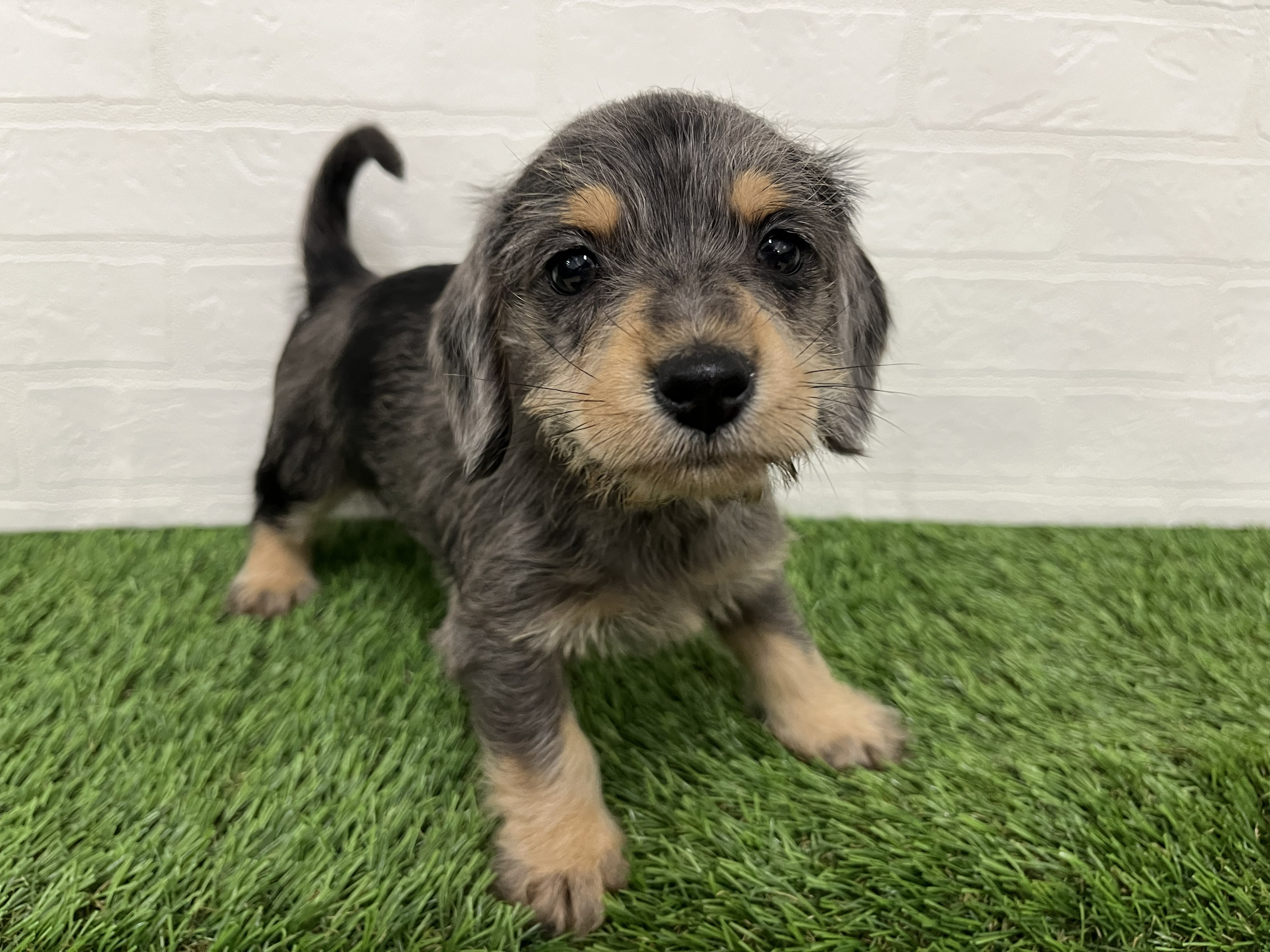 神奈川県のハーフ犬 (ワンニャンハウス新山下店/2025年12月16日生まれ/女の子/シルバーダップル)の子犬の3枚目の画像