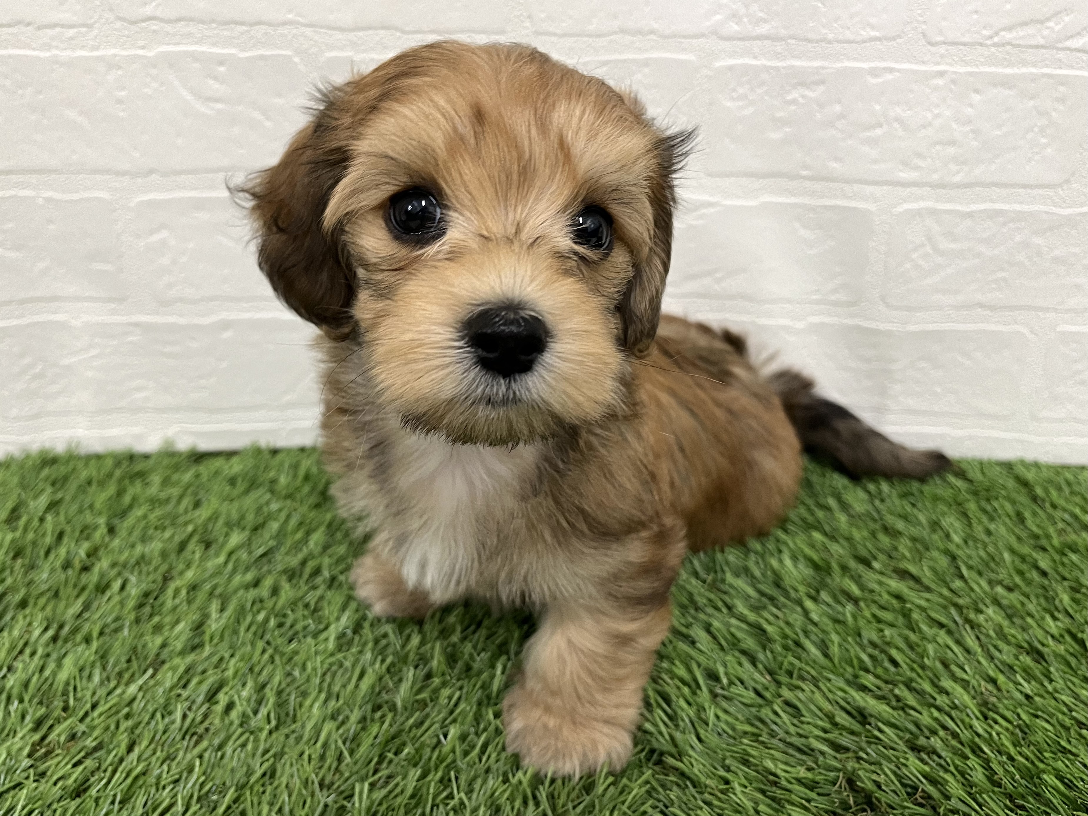 神奈川県のマルックス(マルチーズ×ダックス) (ワンニャンハウス新山下店/2025年9月15日生まれ/男の子/シェーデットイエロー)の子犬の3枚目の画像