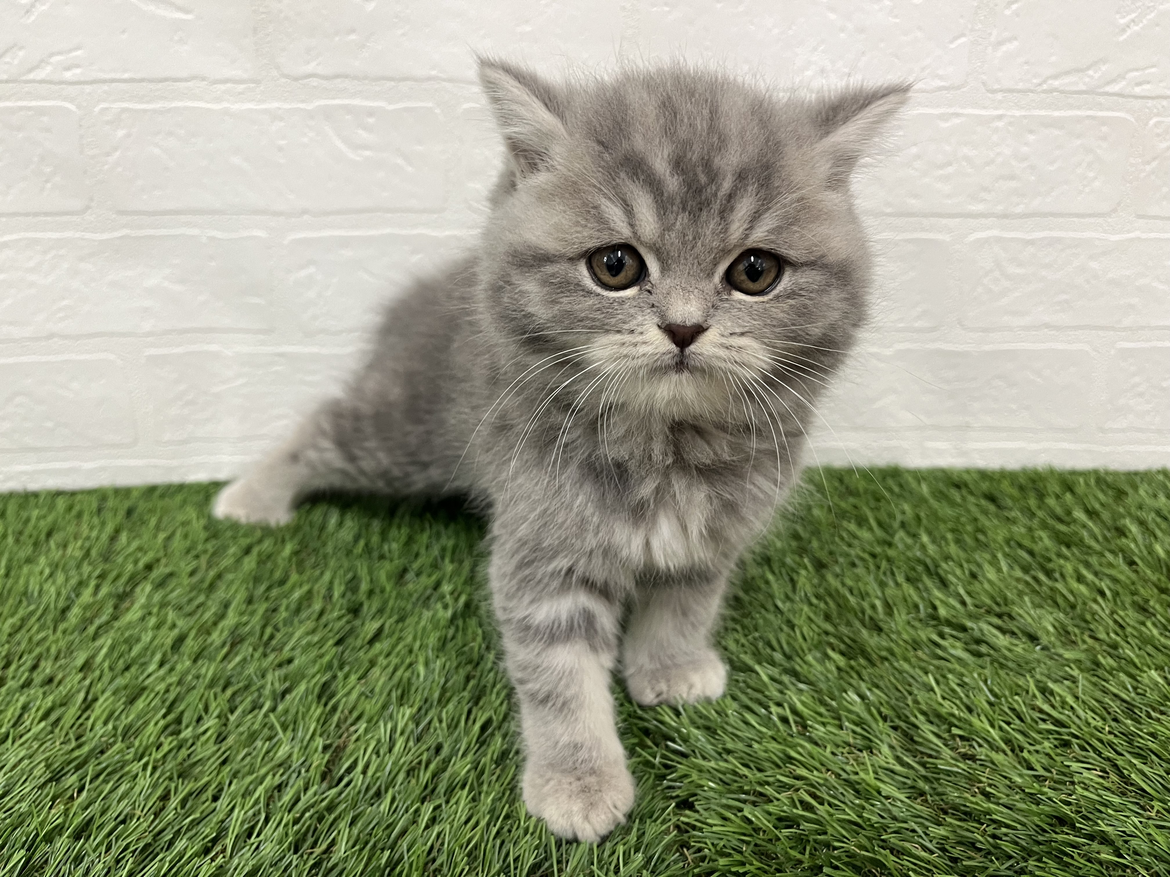 神奈川県のエキゾチック (ワンニャンハウス新山下店/2025年10月10日生まれ/女の子/ブルータビー)の子猫の2枚目の画像