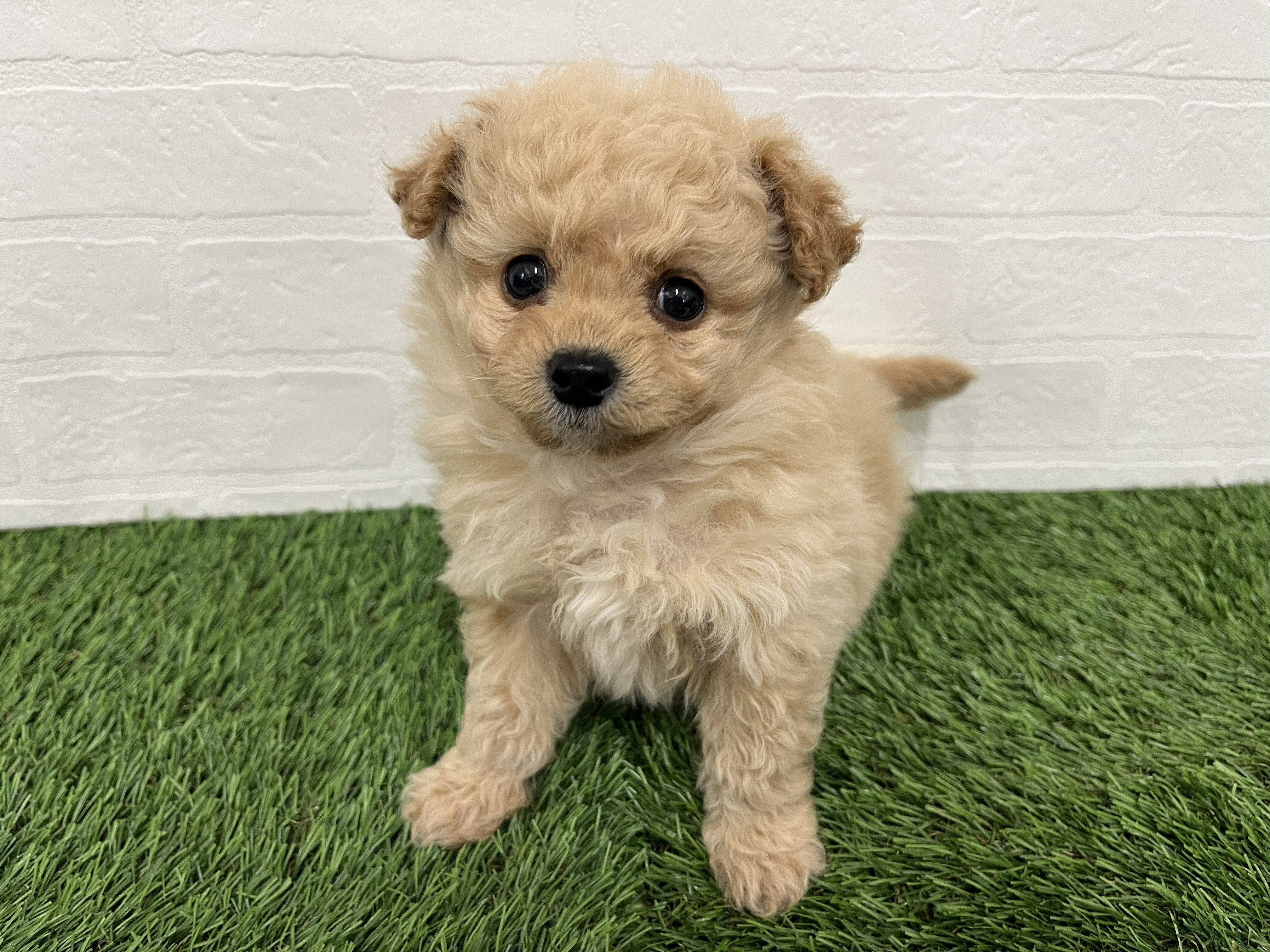 神奈川県のポメプー(ポメラニアン×プードル) (ワンニャンハウス新山下店/2025年12月16日生まれ/男の子/レッド)の子犬の2枚目の画像