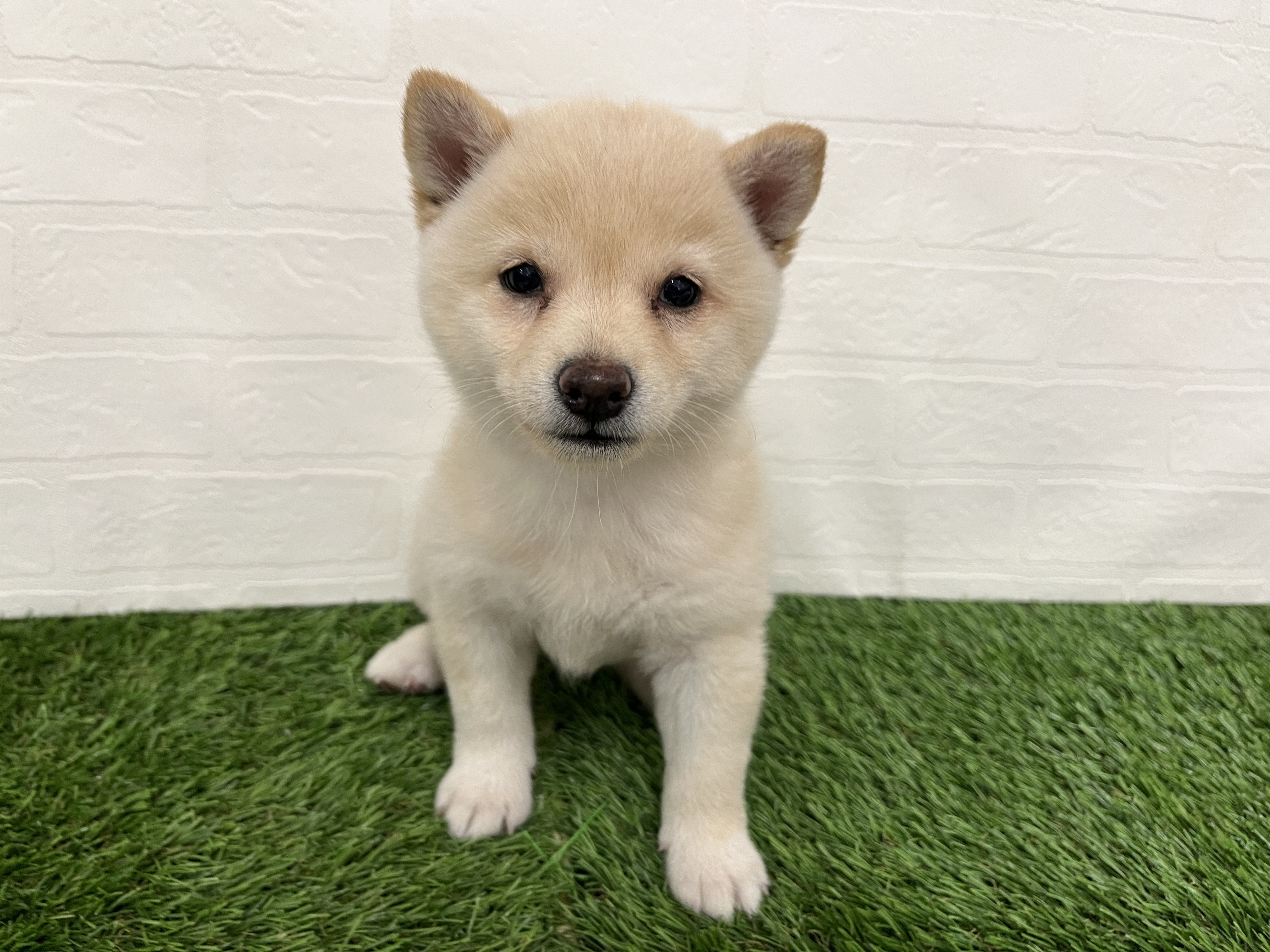 神奈川県の豆柴 (ワンニャンハウス新山下店/2026年6月14日生まれ/女の子/白)の子犬の4枚目の画像