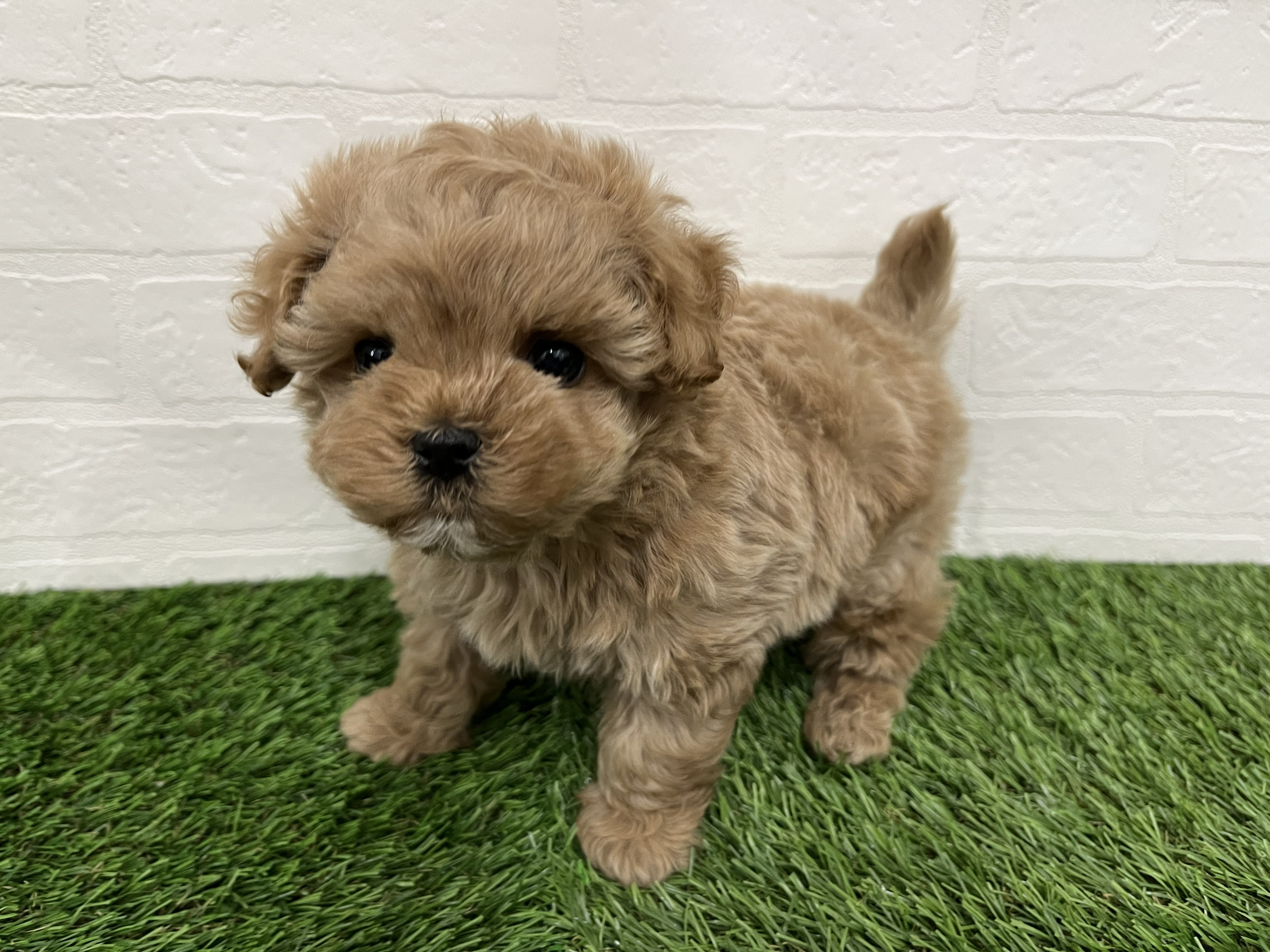 神奈川県のマルプー(マルチーズ×プードル) (ワンニャンハウス新山下店/2025年11月27日生まれ/男の子/アプリコット)の子犬の1枚目の画像