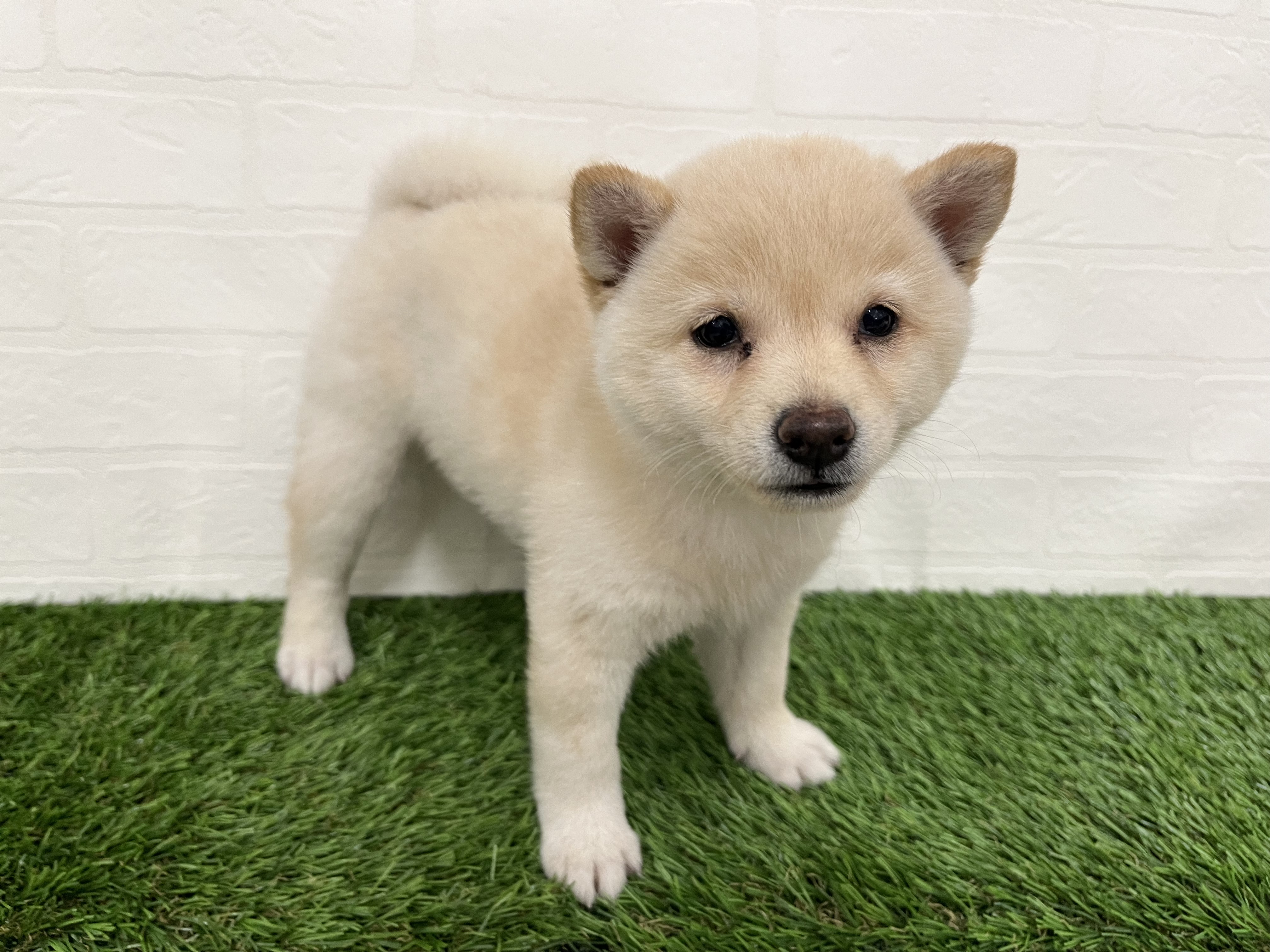 神奈川県の豆柴 (ワンニャンハウス新山下店/2026年6月14日生まれ/女の子/白)の子犬の2枚目の画像