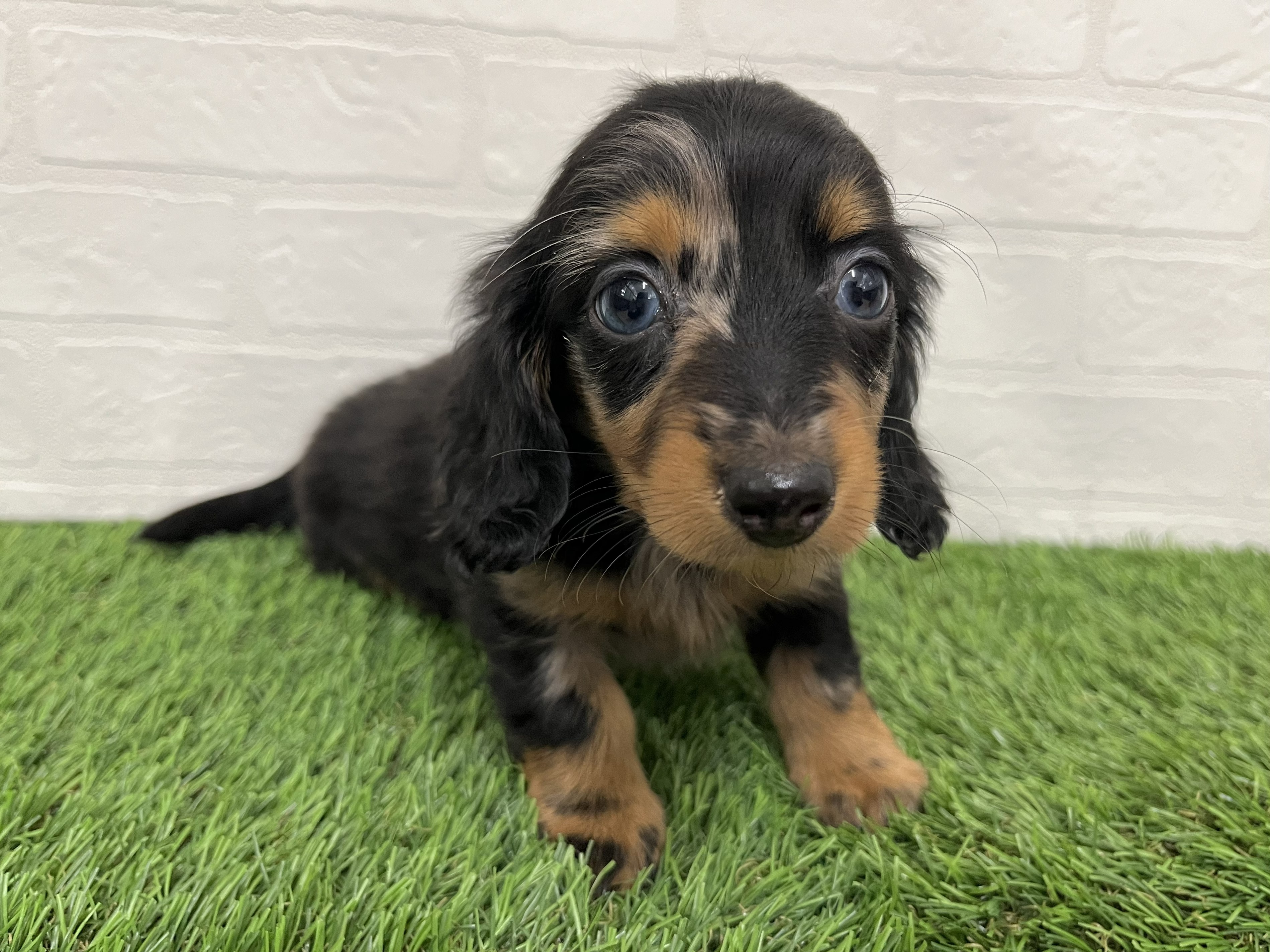 神奈川県のミニチュアダックスフンド(ロング) (ワンニャンハウス新山下店/2025年12月7日生まれ/男の子/シルバーダップル)の子犬の3枚目の画像