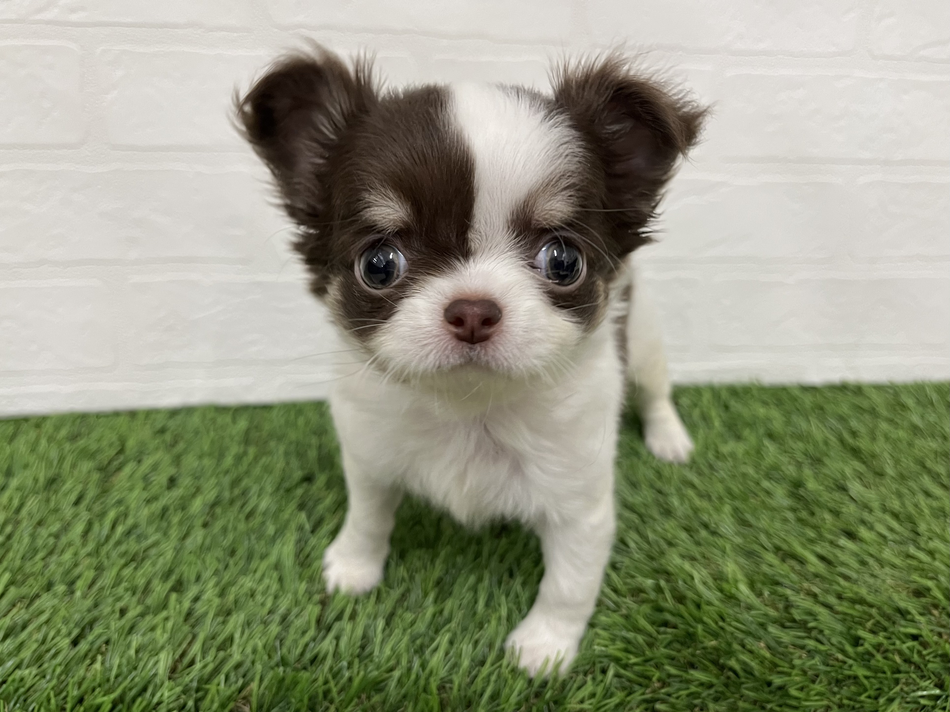 神奈川県のチワワ(ロング) (ワンニャンハウス新山下店/2025年10月20日生まれ/女の子/チョコレートタンホワイト)の子犬の1枚目の画像