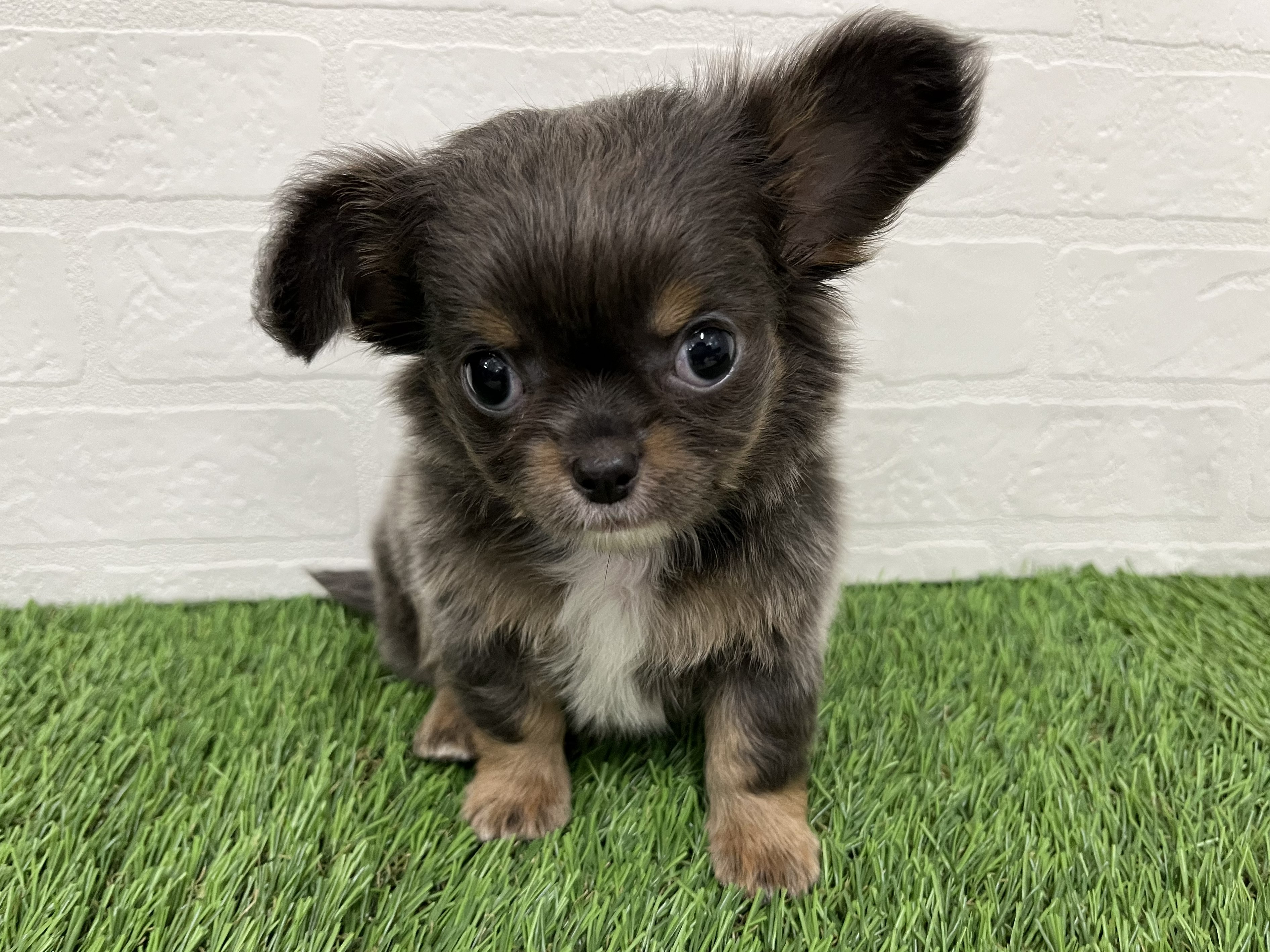 神奈川県のチワワ(ロング) (ワンニャンハウス新山下店/2026年2月24日生まれ/男の子/ブルータン)の子犬の2枚目の画像