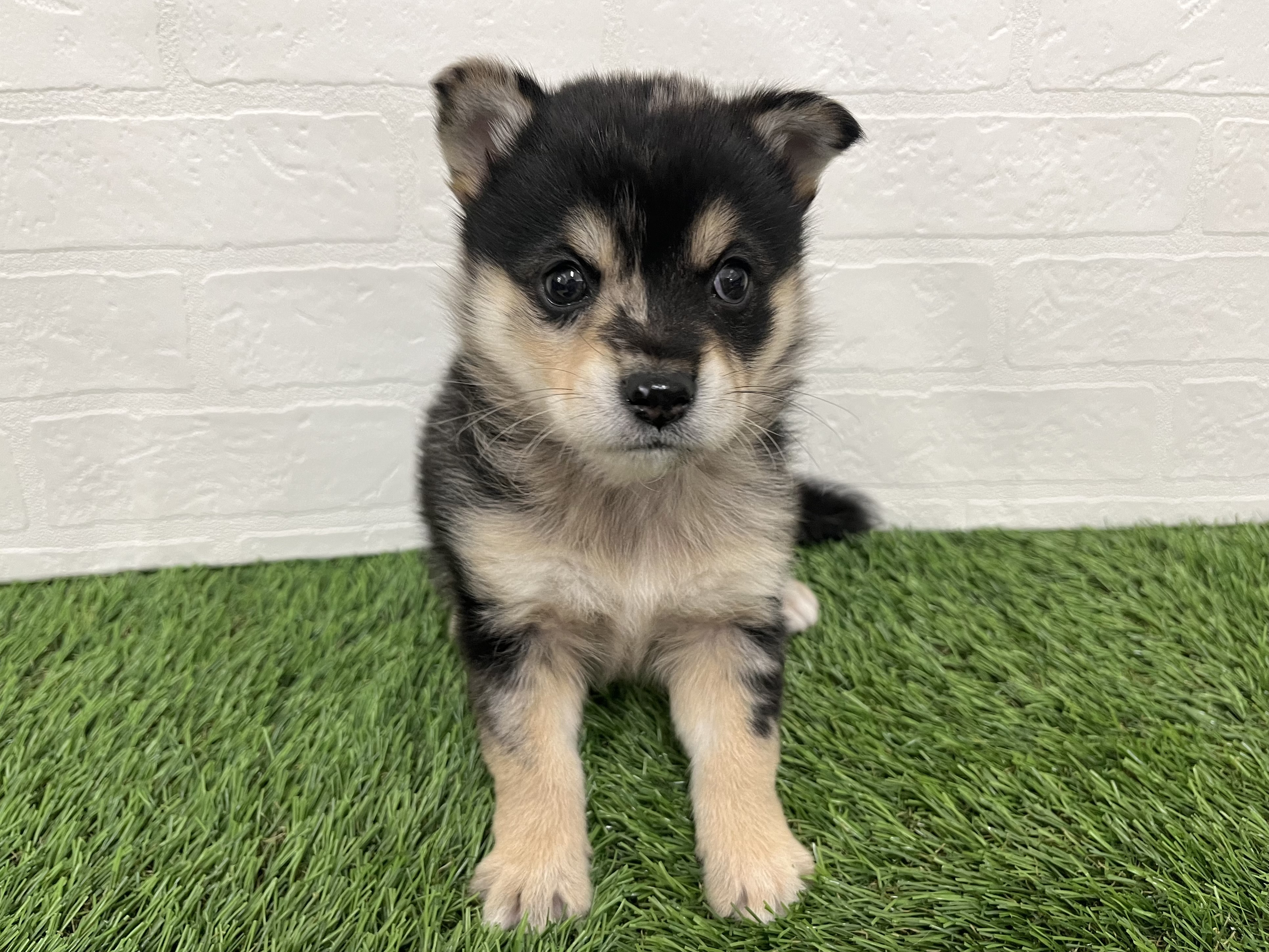 神奈川県のハーフ犬・ミックス犬 (ワンニャンハウス新山下店/2025年10月18日生まれ/男の子/ブルーマール)の子犬の1枚目の画像