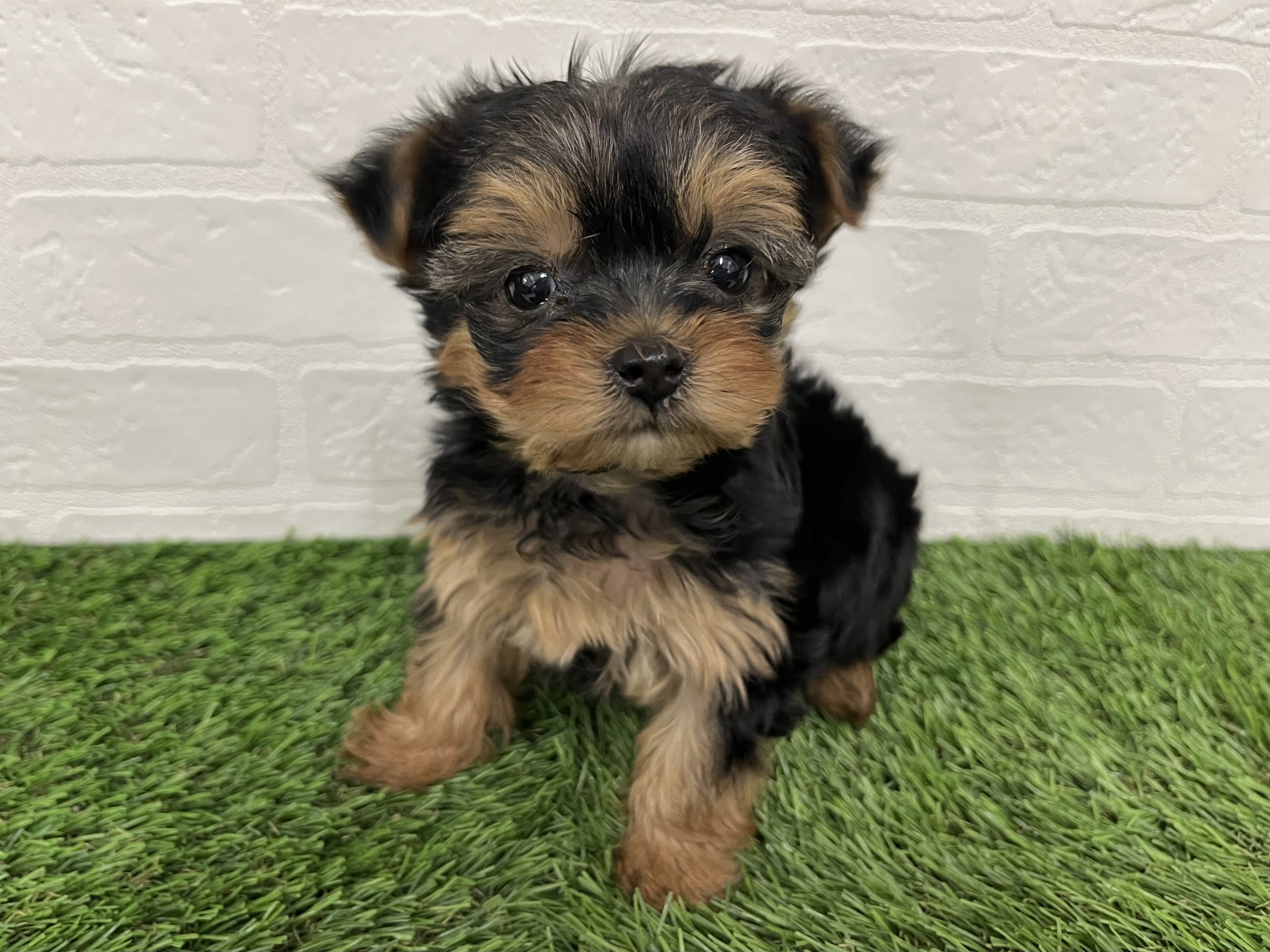 神奈川県のヨークシャーテリア (ワンニャンハウス新山下店/2025年11月12日生まれ/女の子/スチールブルータン)の子犬の2枚目の画像